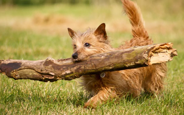 dog log Animal terrier HD Desktop Wallpaper | Background Image