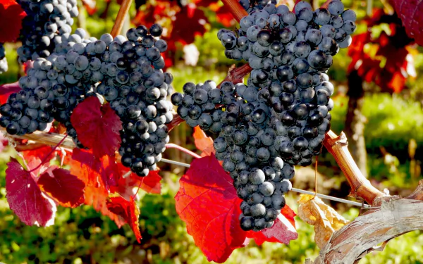 vine food grapes HD Desktop Wallpaper | Background Image
