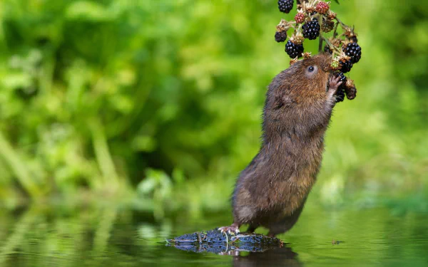  Water rat