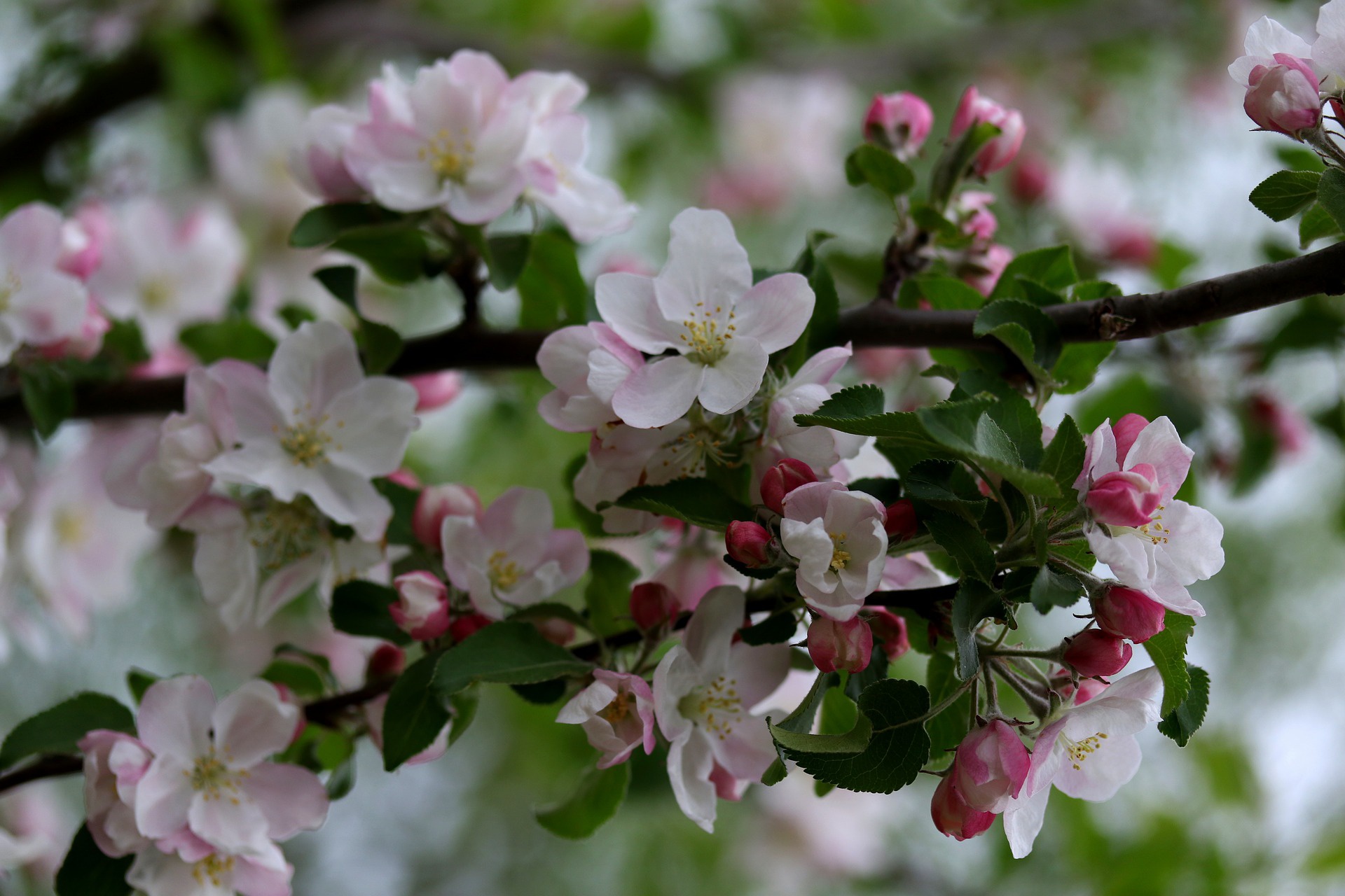 Nature Blossom HD Wallpaper by Adina Voicu