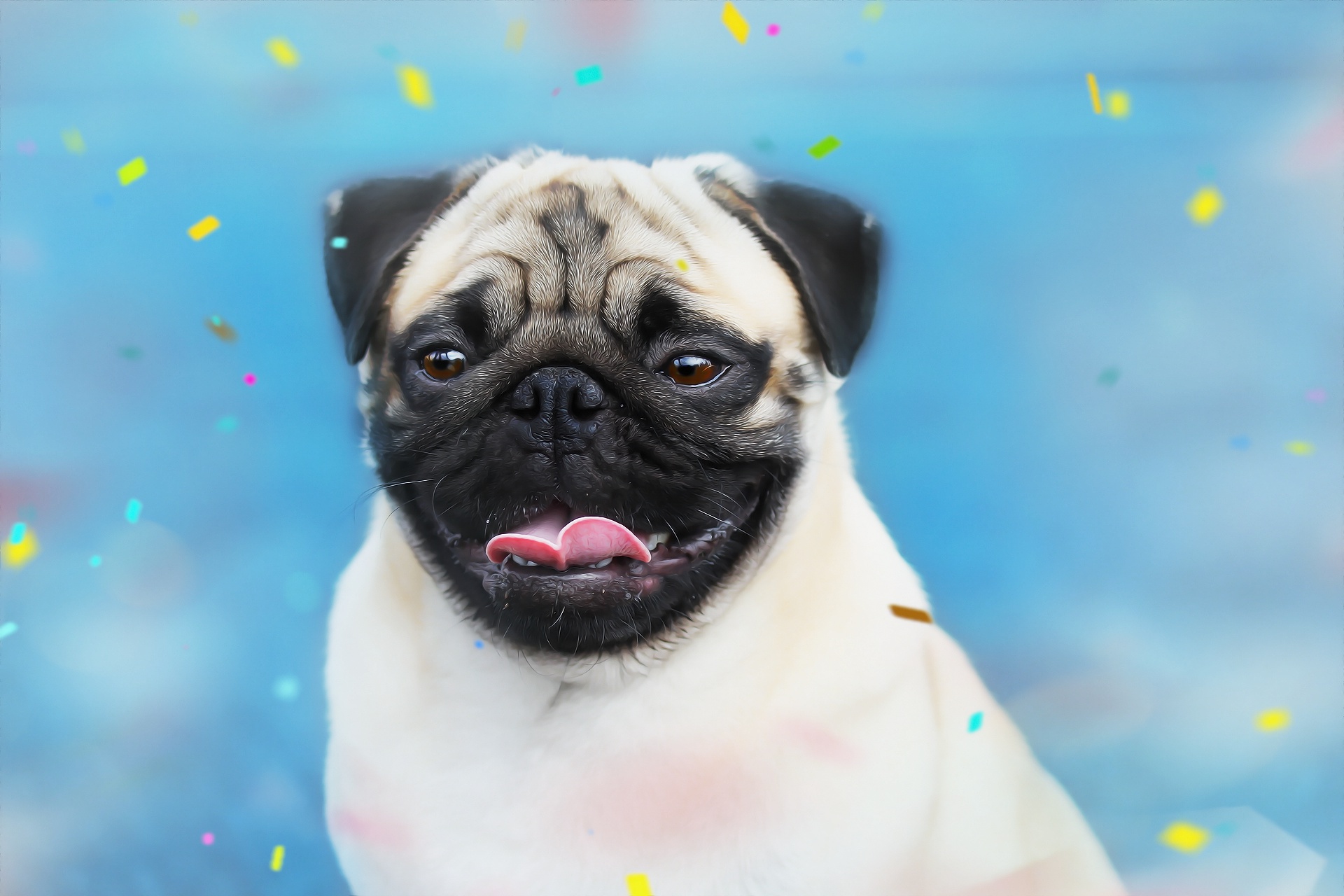 Pug HD Wallpaper