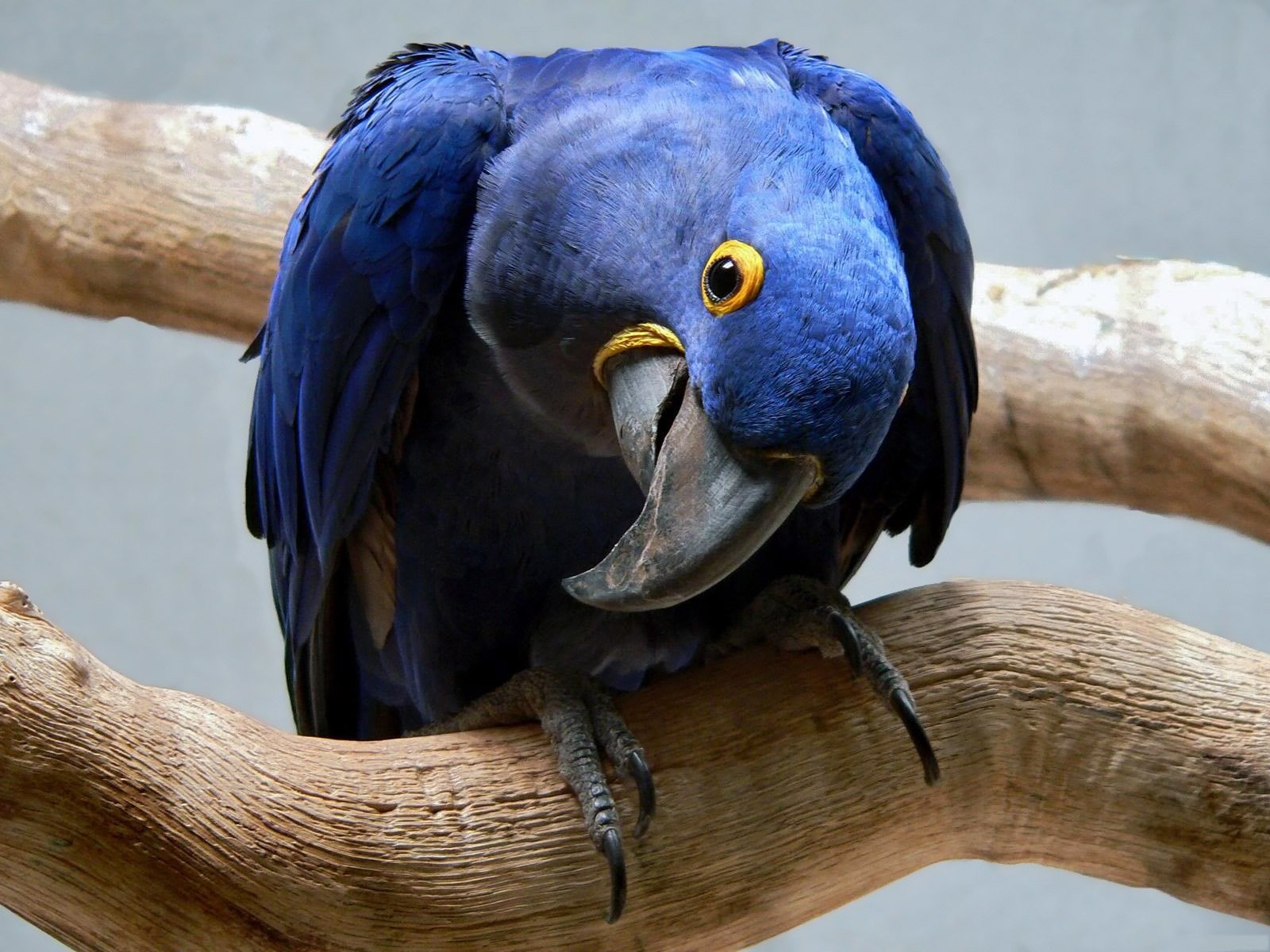 20+ Hyacinth Macaw HD Wallpapers and Backgrounds
