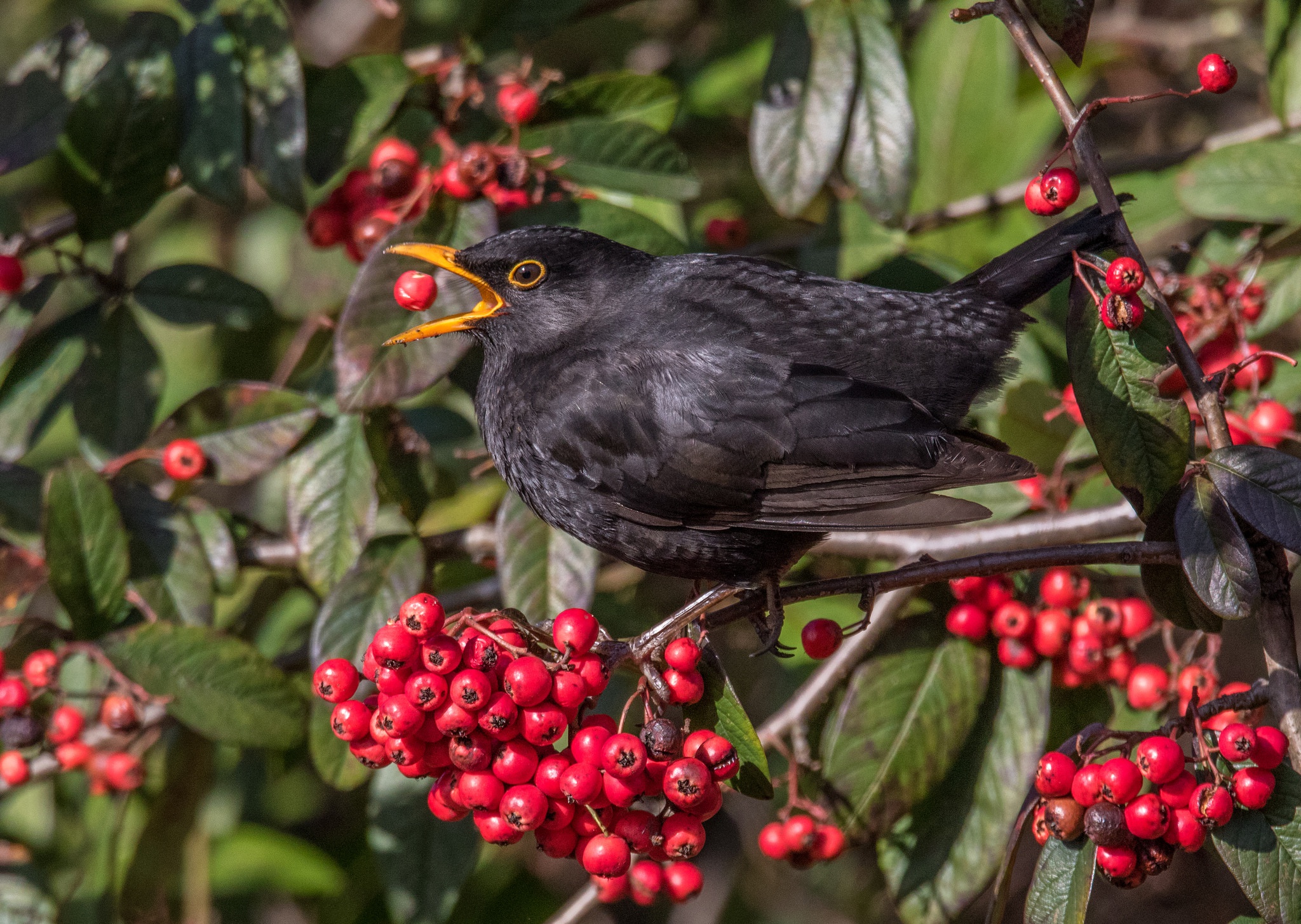 blackbird teddy