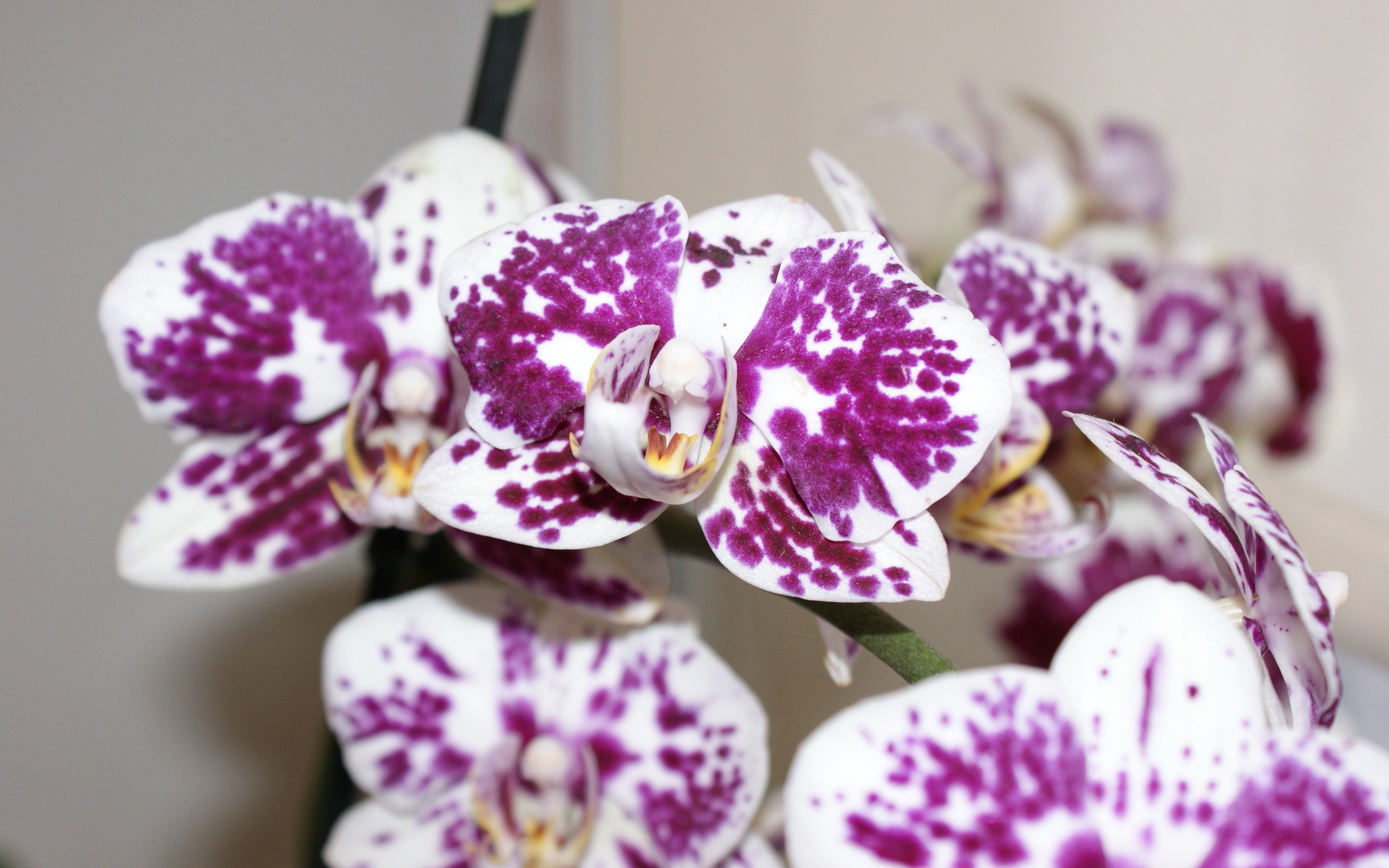 Nature-inspired desktop wallpaper featuring a blooming orchid