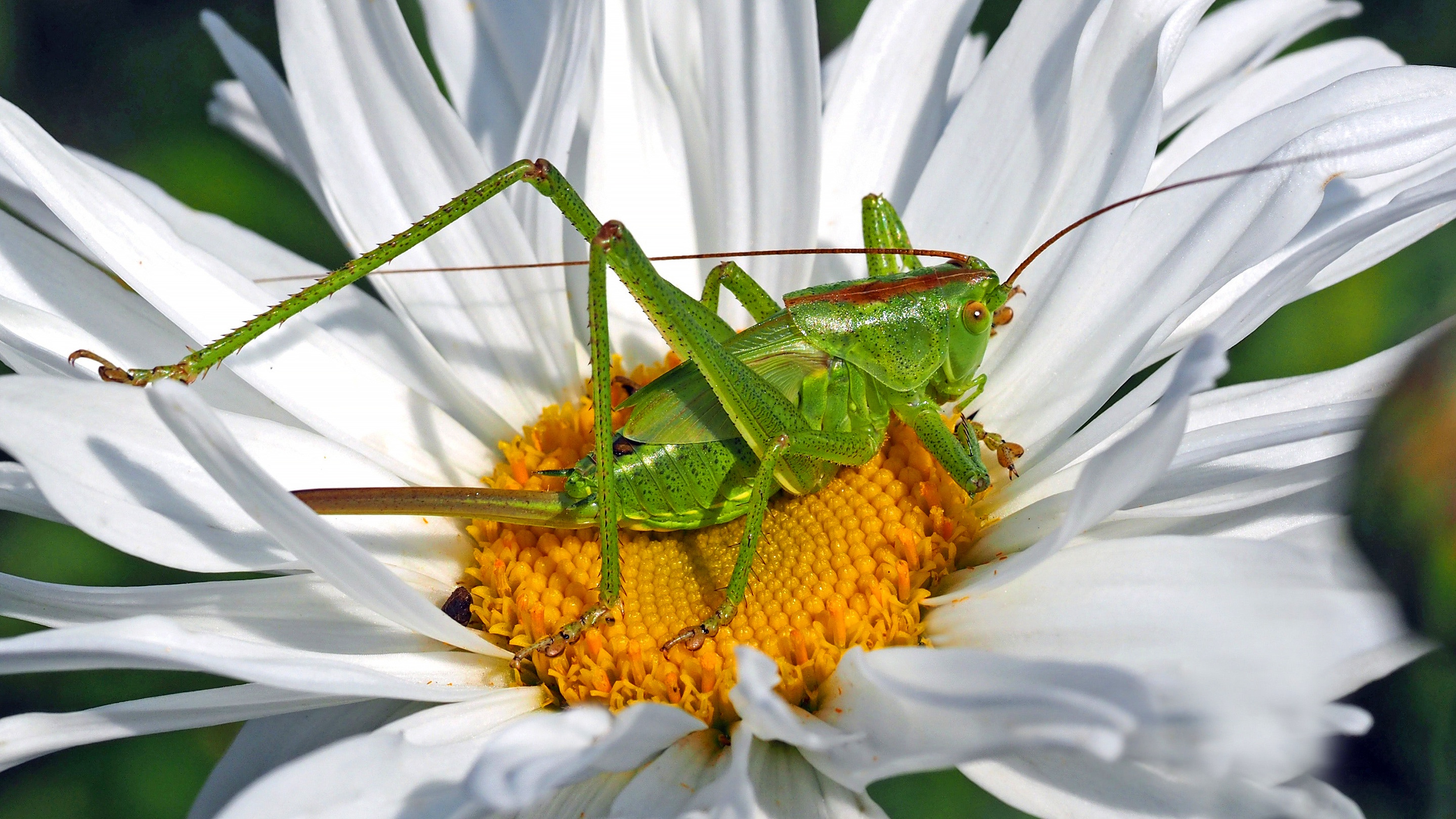 Grasshopper HD Wallpaper