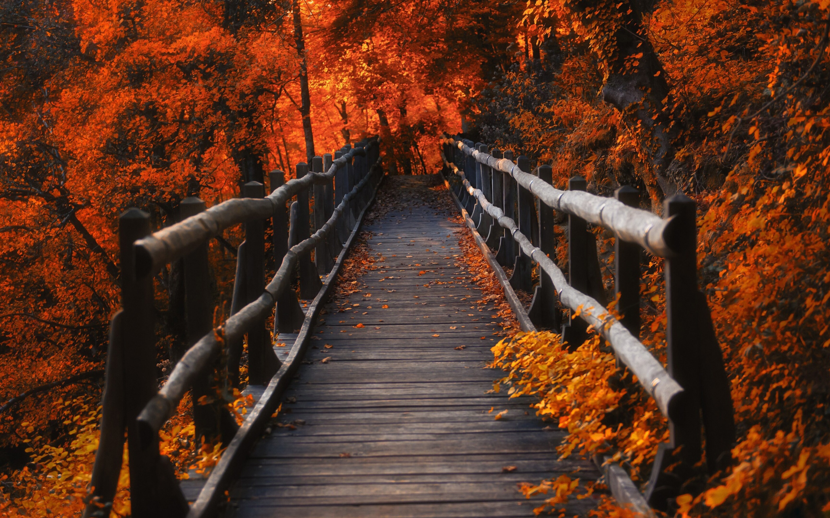 Download Fall Man Made Bridge Hd Wallpaper 