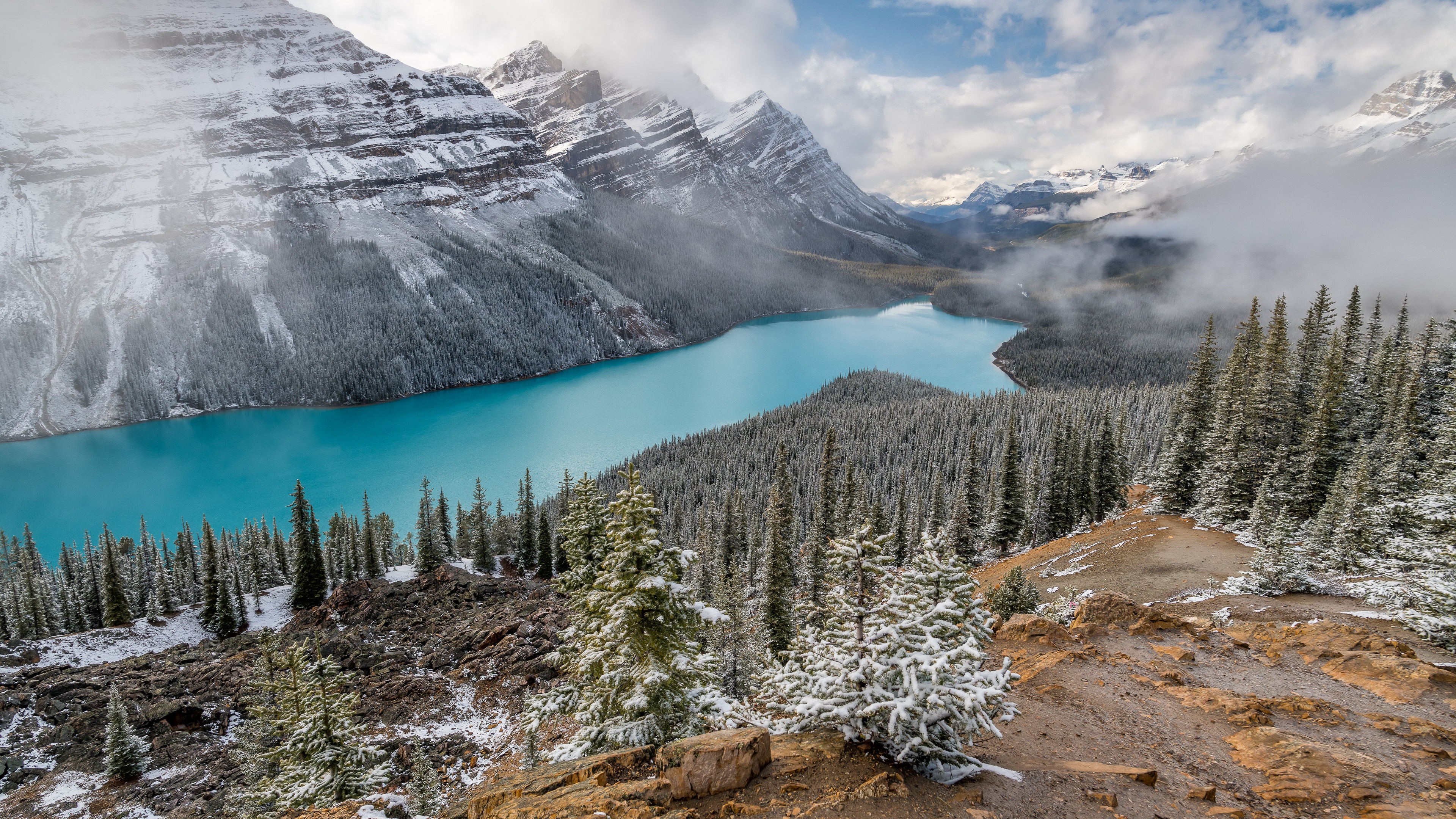 Download Snow Fir Tree Lake Nature Mountain Peyto Lake Snowy Mountain ...