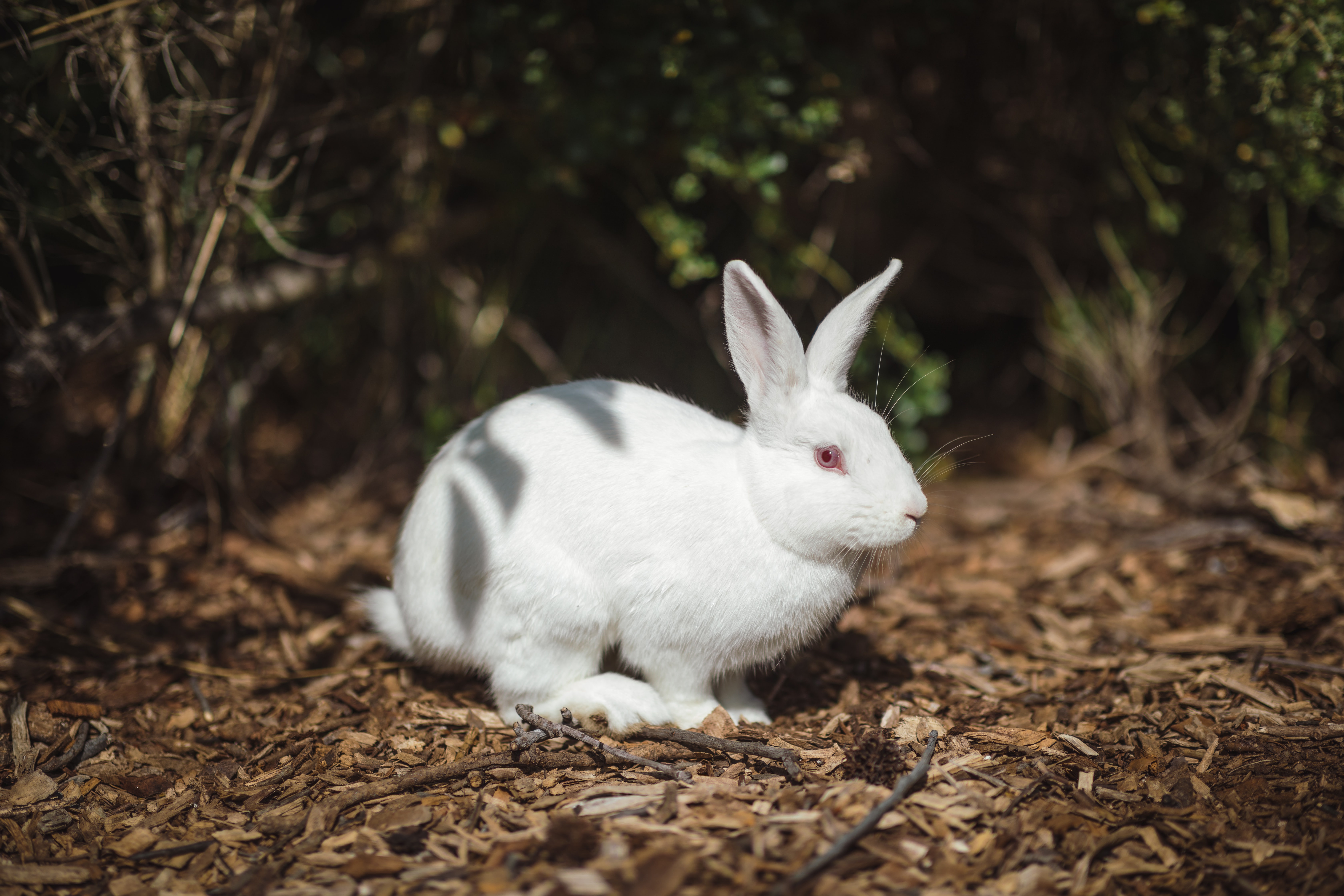 Rabbit 4K Wallpaper APK for Android Download