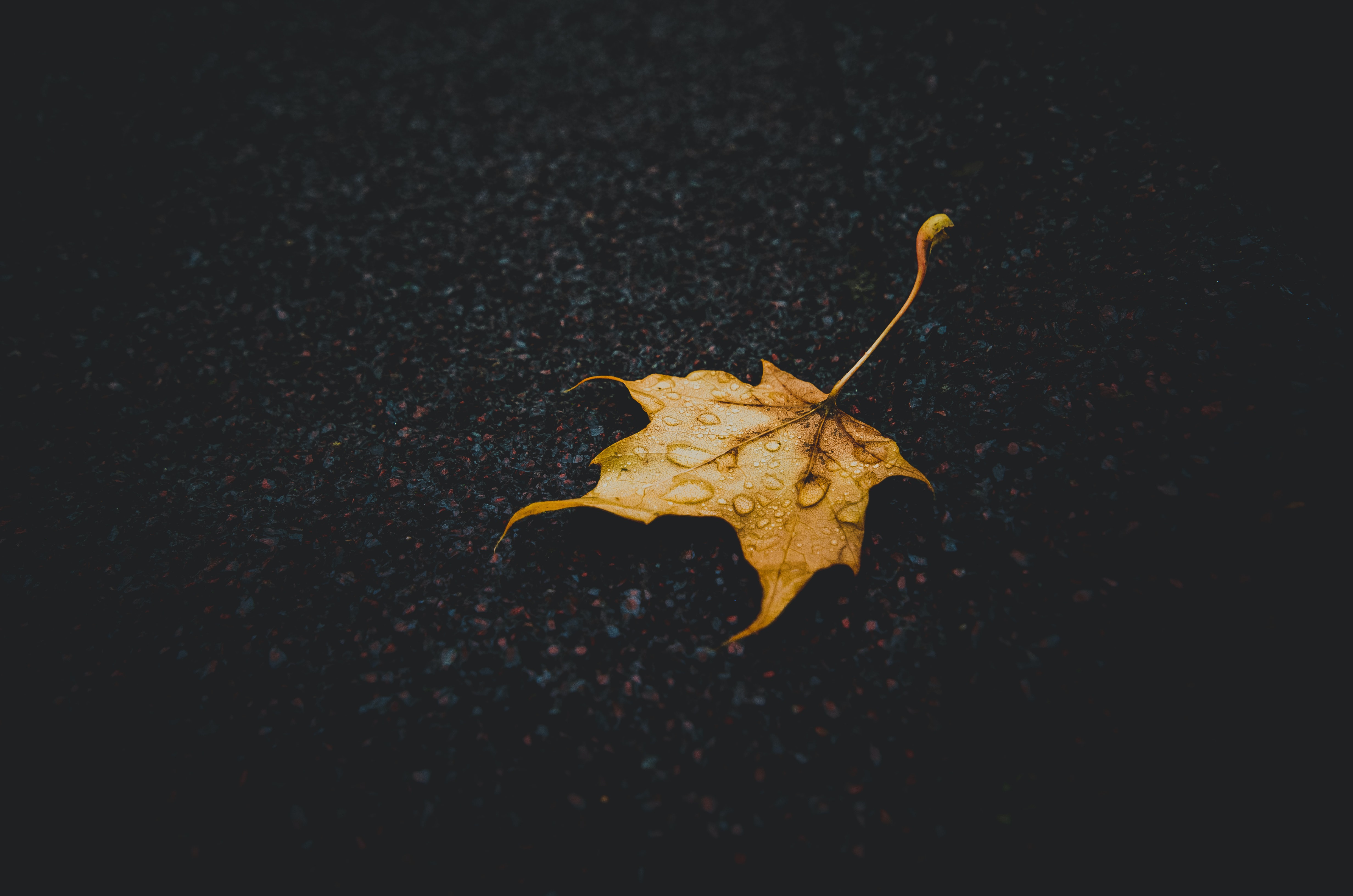 Earth Leaf HD Wallpaper | Background Image