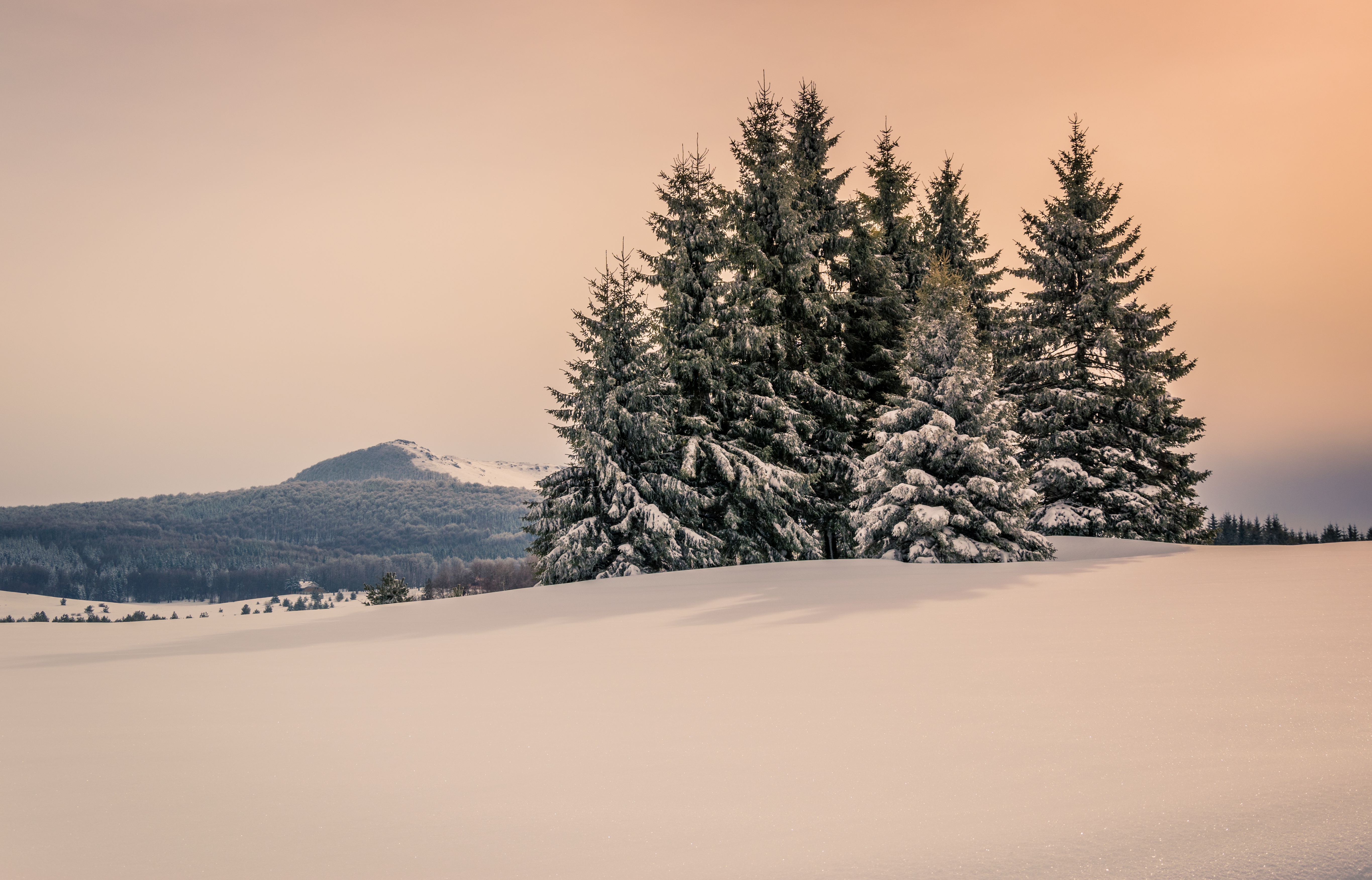 Download Fir Tree Mountain Snow Sky Nature Winter Snowy Mountain 4k ...