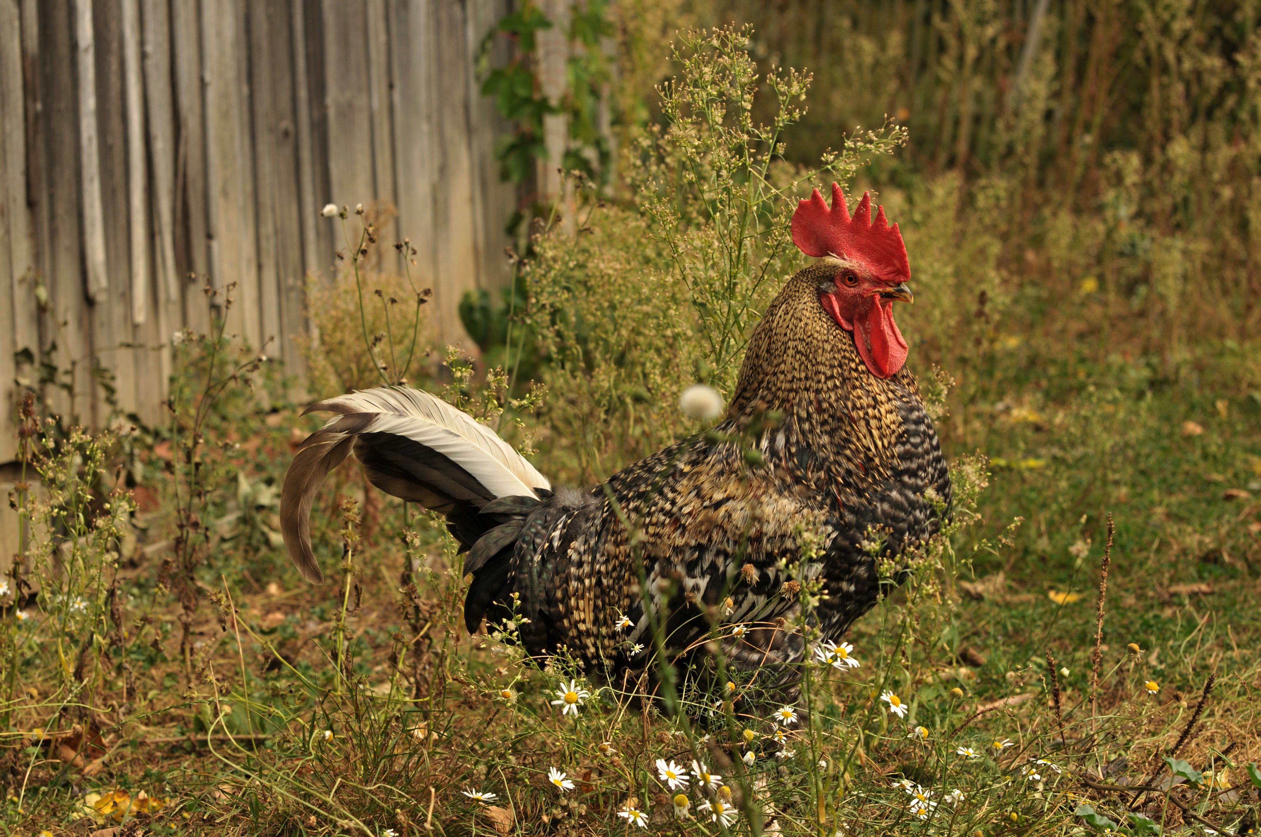Animal Rooster HD Wallpaper | Background Image