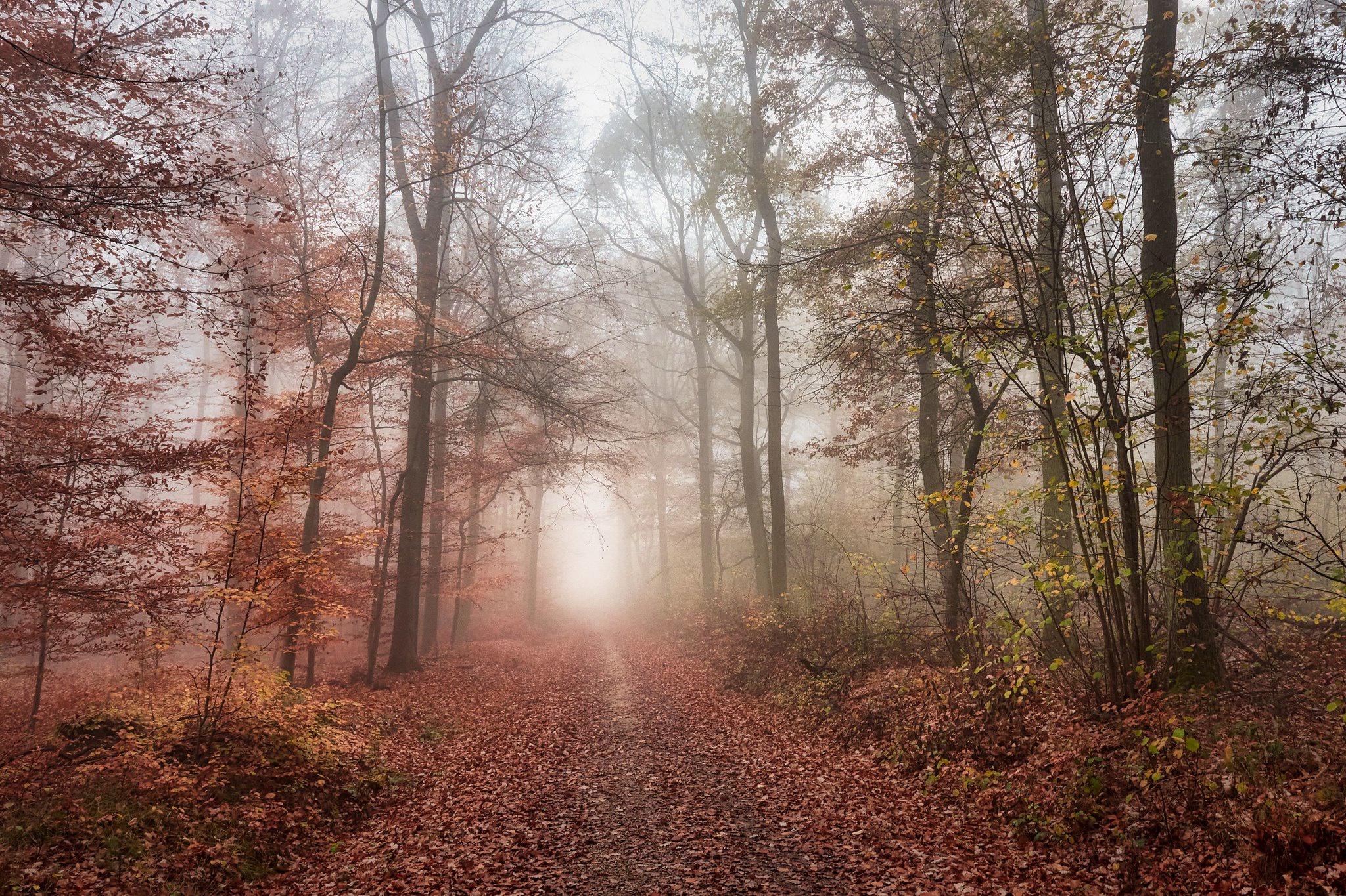 Download Nature Forest Road Fall Hd Wallpaper