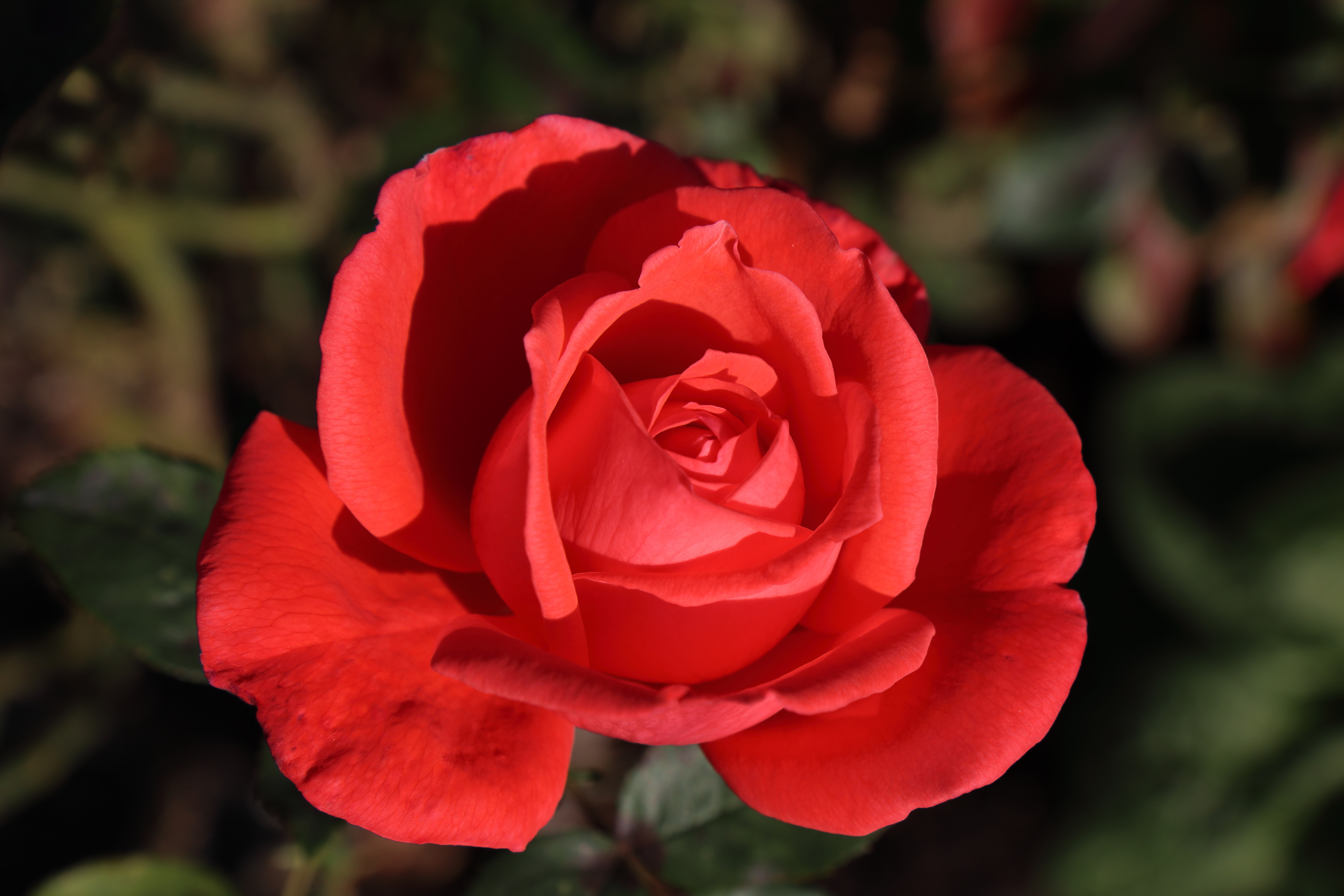 Download Red Flower Red Rose Macro Nature Rose 4k Ultra HD Wallpaper