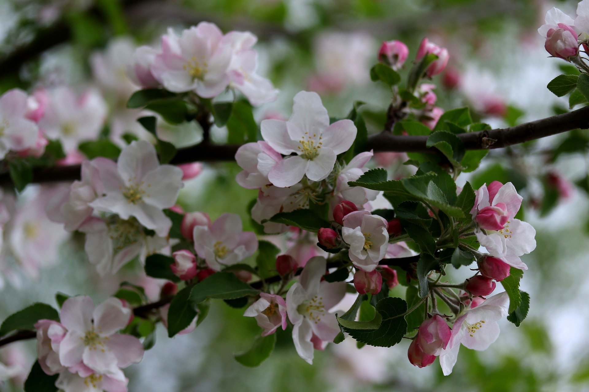 Download Apple Blossom Branch Nature Blossom HD Wallpaper by Adina Voicu