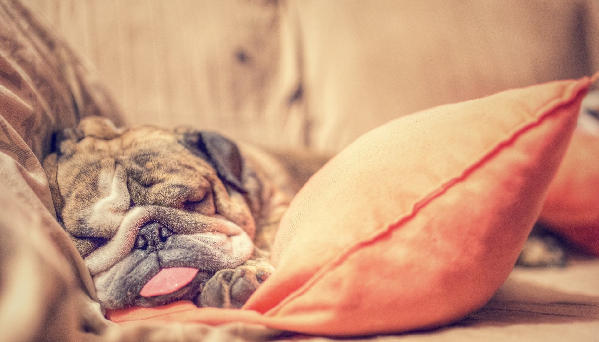Download Puppy Sleeping Dog Animal English Bulldog HD Wallpaper