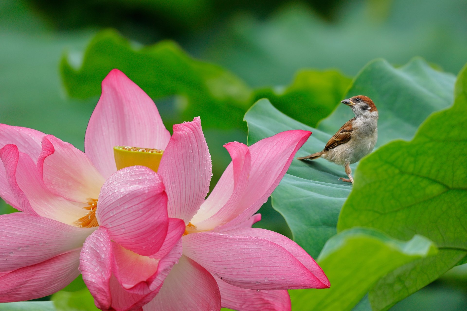 Download Lotus Bird Flower Animal Sparrow 4k Ultra HD Wallpaper