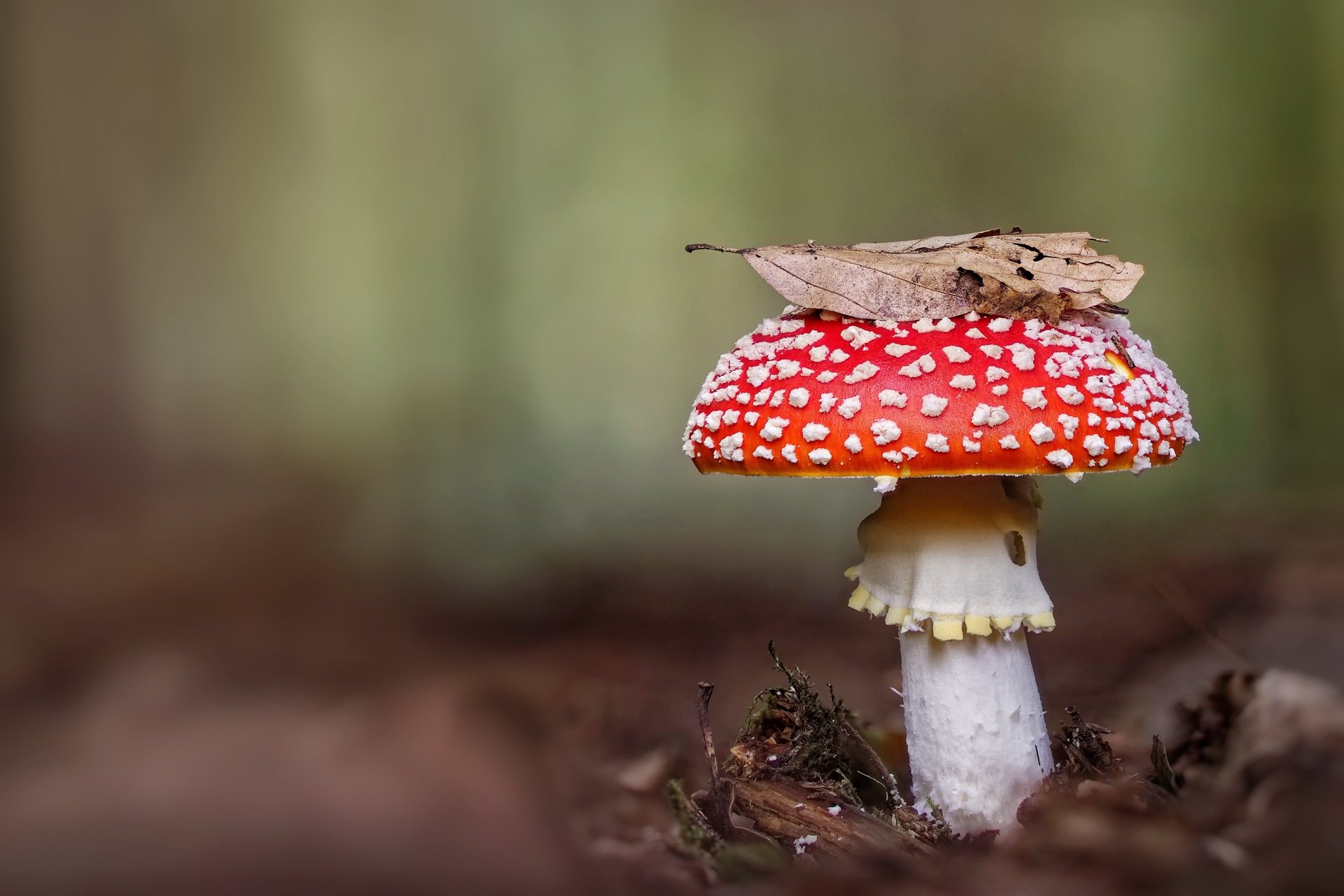 Nature Mushroom 4k Ultra HD Wallpaper