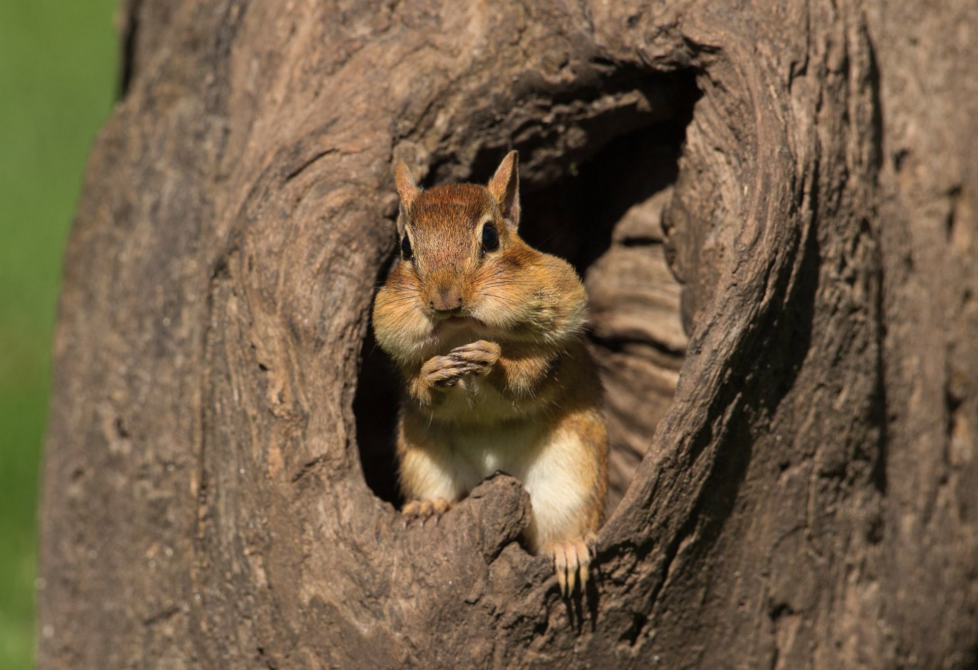 Download Rodent Animal Chipmunk HD Wallpaper