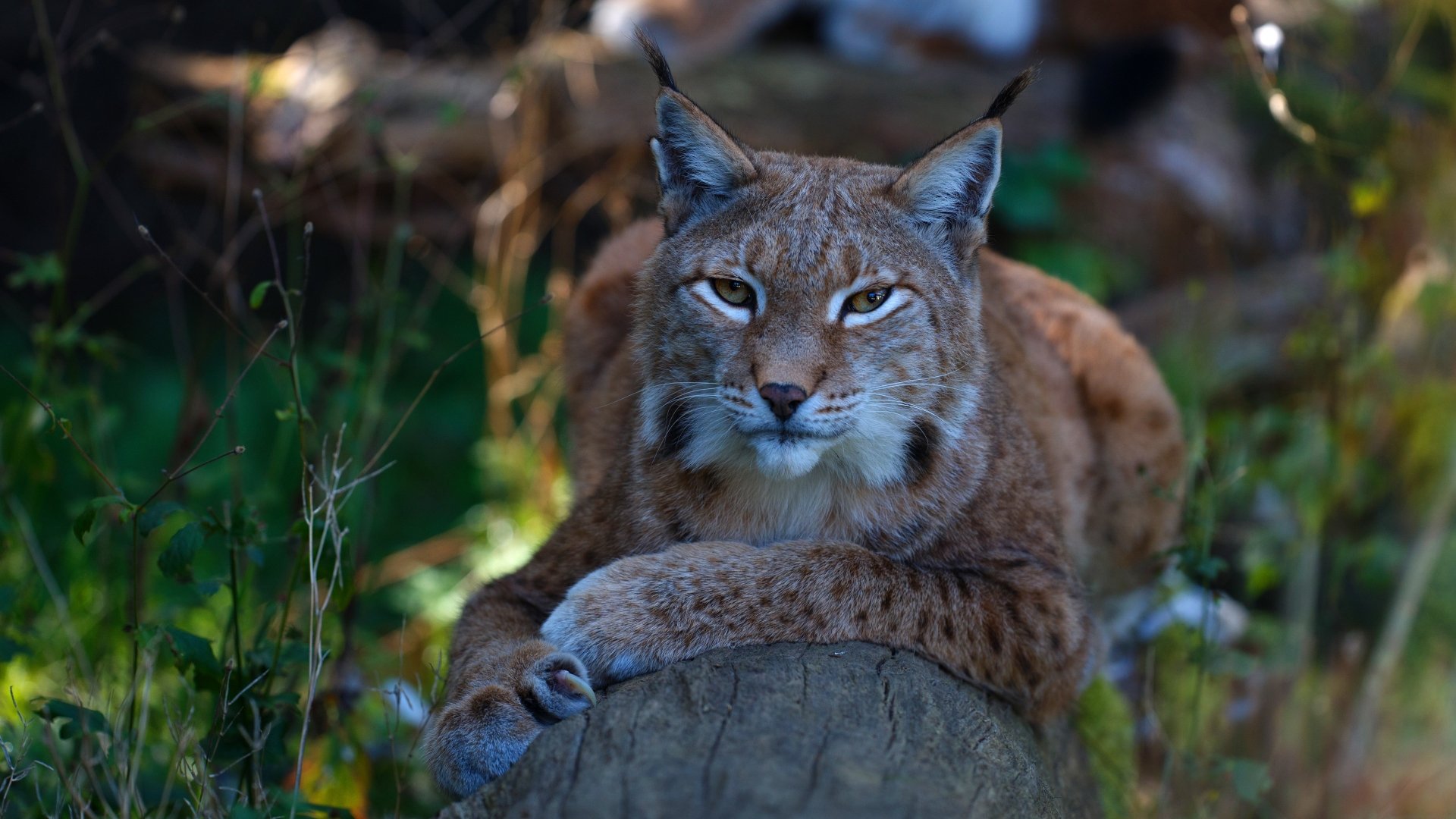 Download Animal Lynx 4k Ultra Hd Wallpaper