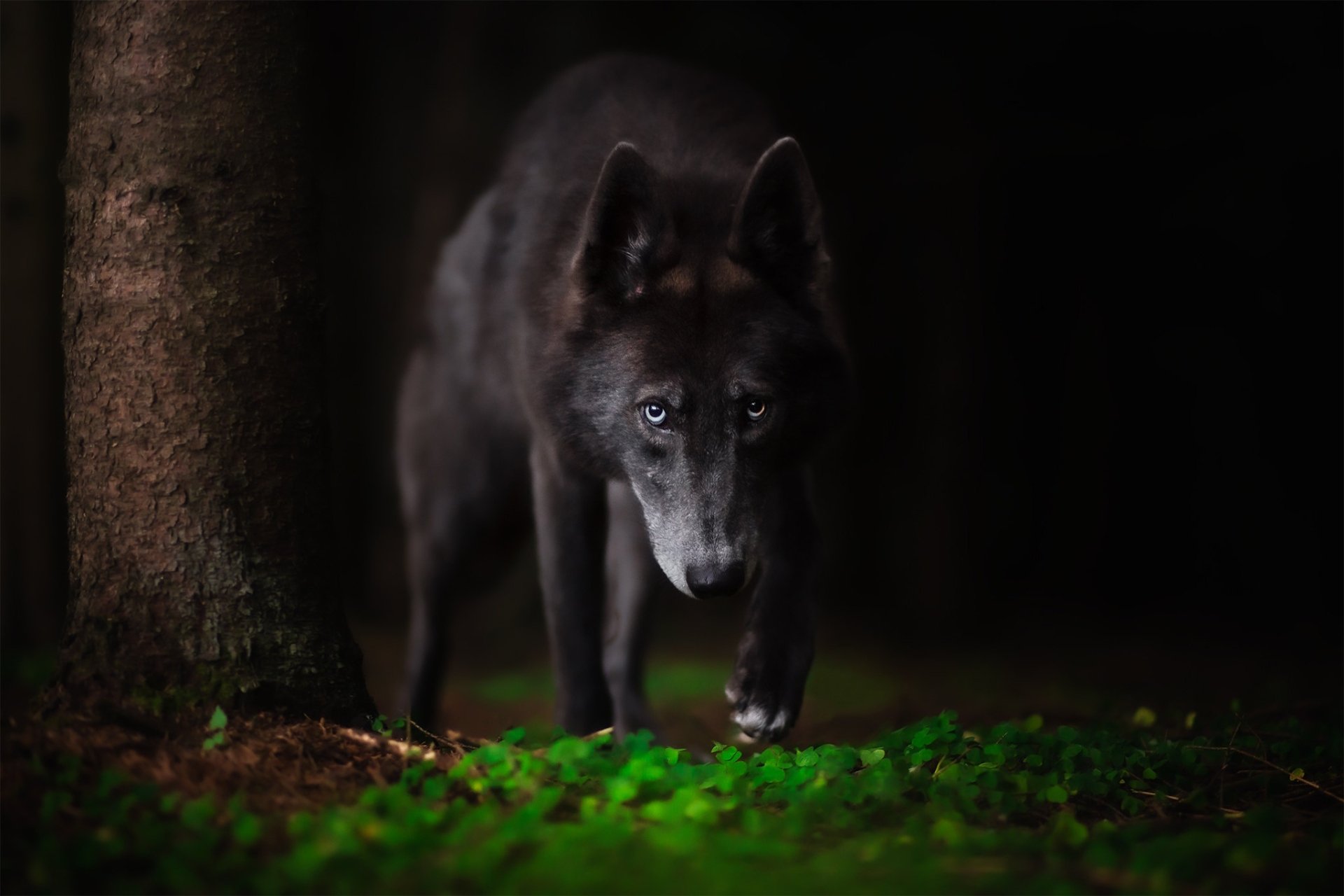 Download Animal Dog Black Dog HD Wallpaper