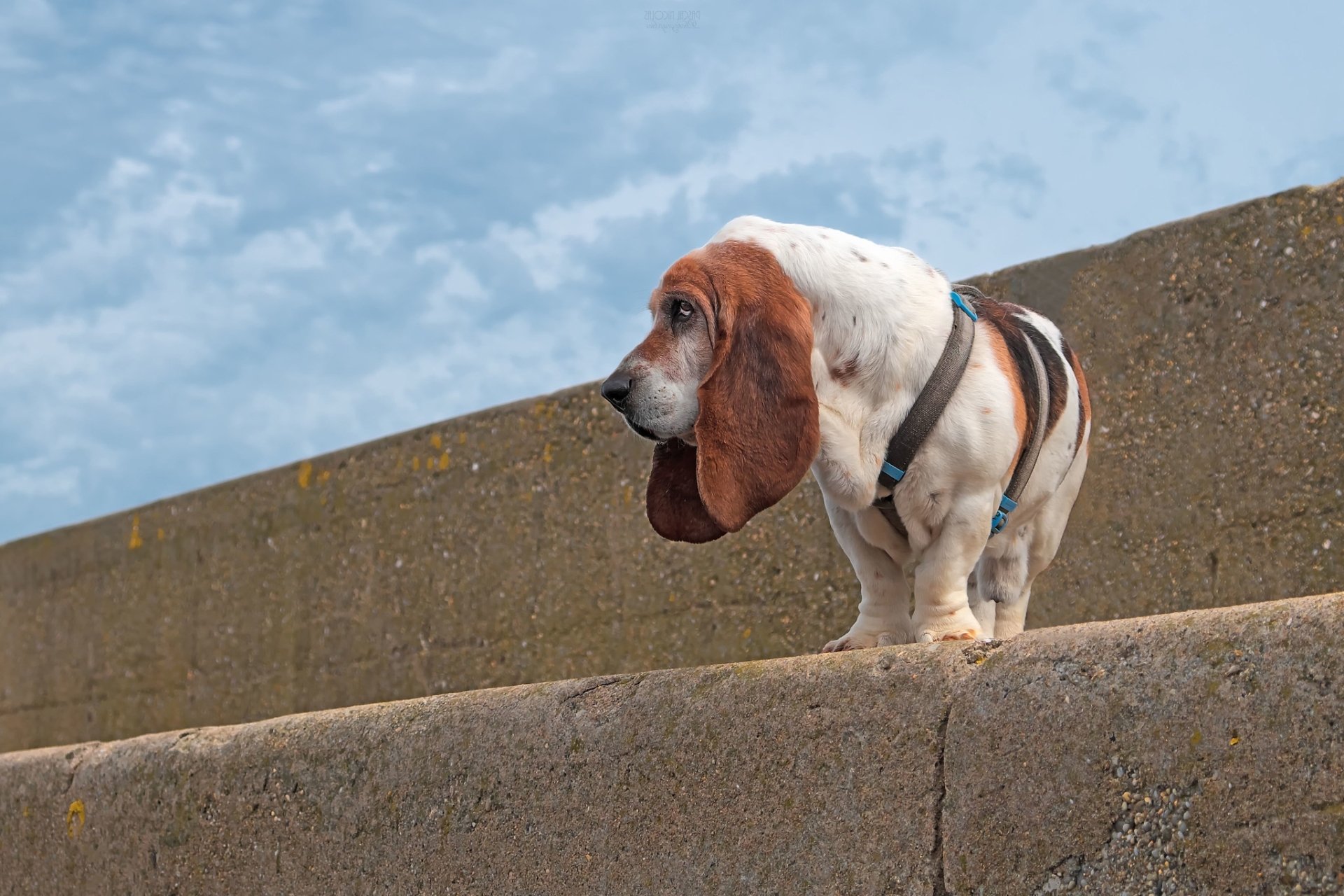 Download Dog Animal Basset Hound HD Wallpaper