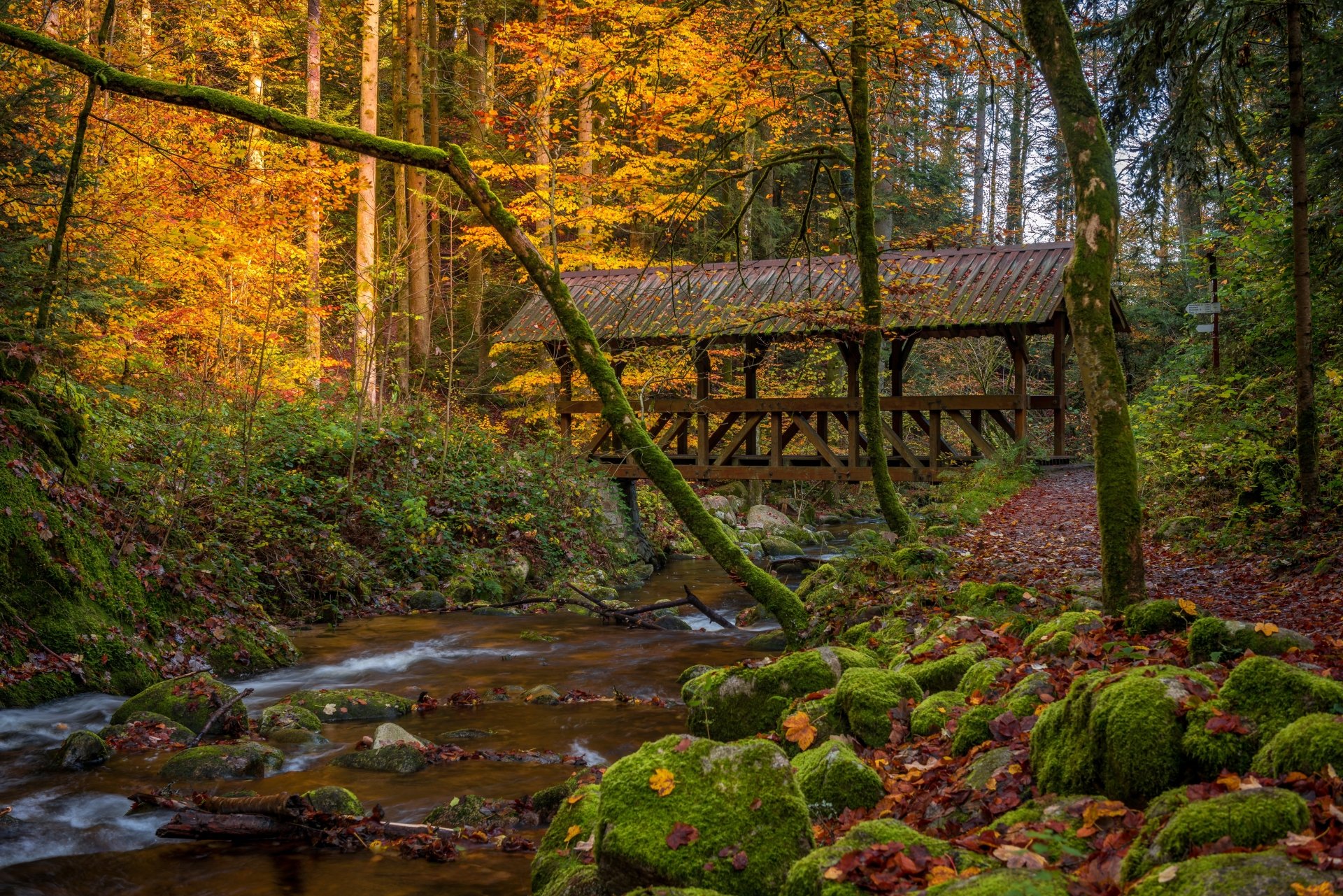 Download Moss River Bridge Forest Baden-Württemberg Germany Photography Fall 4k Ultra HD Wallpaper