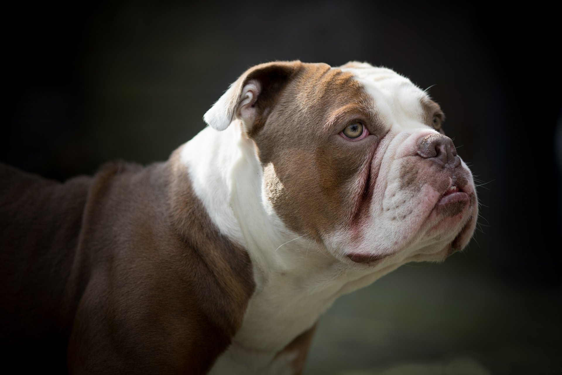 Portrait of a bulldog with a focused expression captured in 4K Ultra HD, showcasing fine details and rich colors against a dark blurred background.