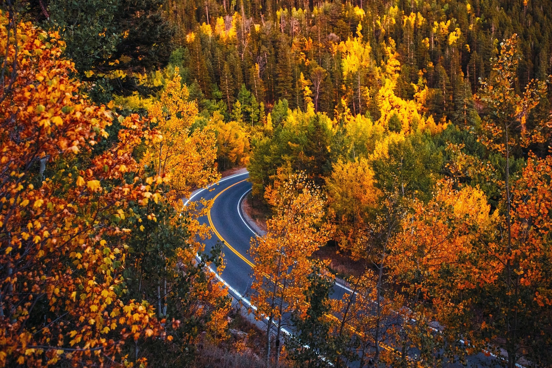 Download Colorado Forest Fall Man Made Road HD Wallpaper