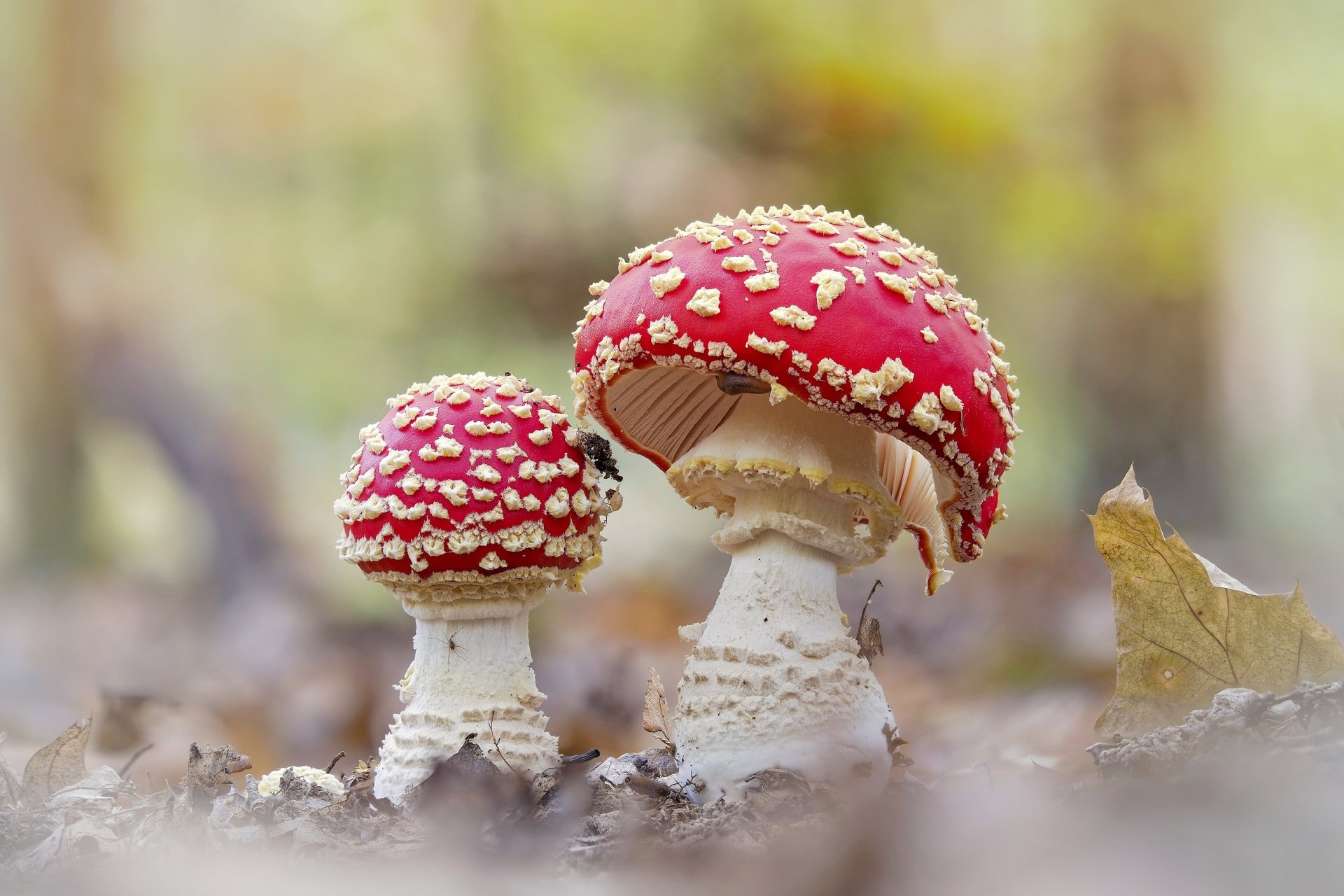 Download Macro Fly Agaric Nature Mushroom 4k Ultra HD Wallpaper