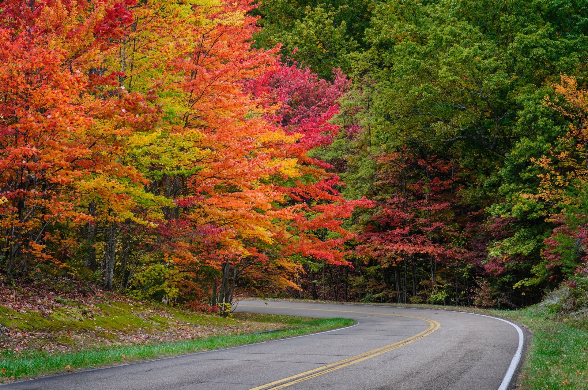 Autumn Road Through Vibrant Forest | 4K Ultra HD Nature Wallpaper ...