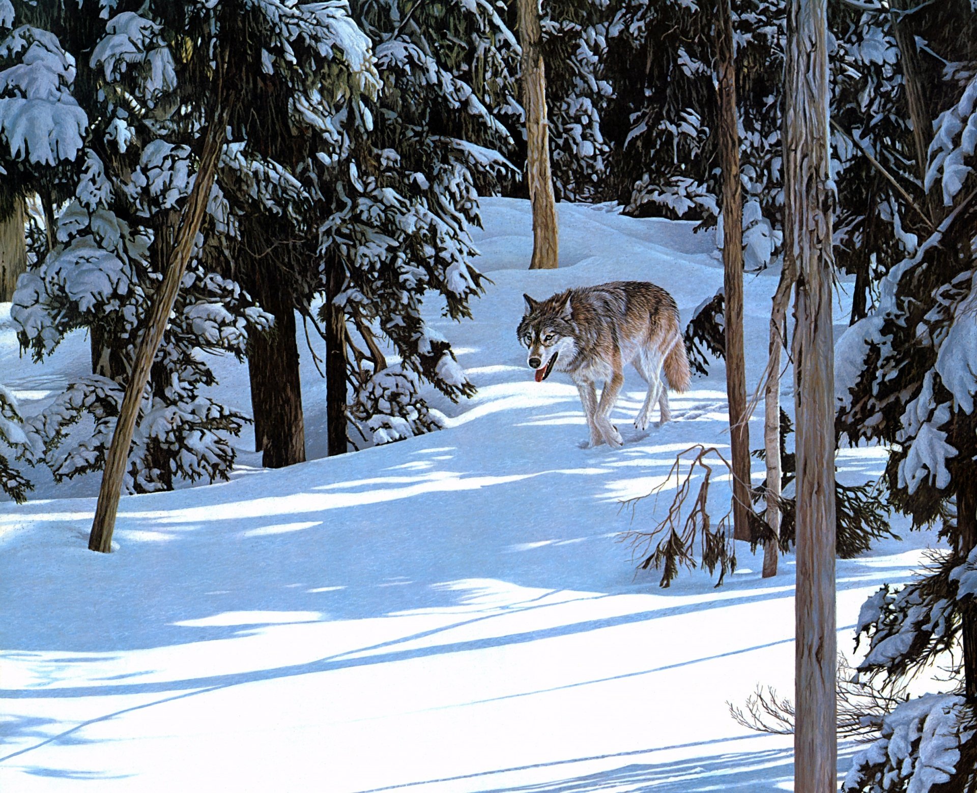 Download Forest Winter Animal Wolf HD Wallpaper by Ron S. Parker