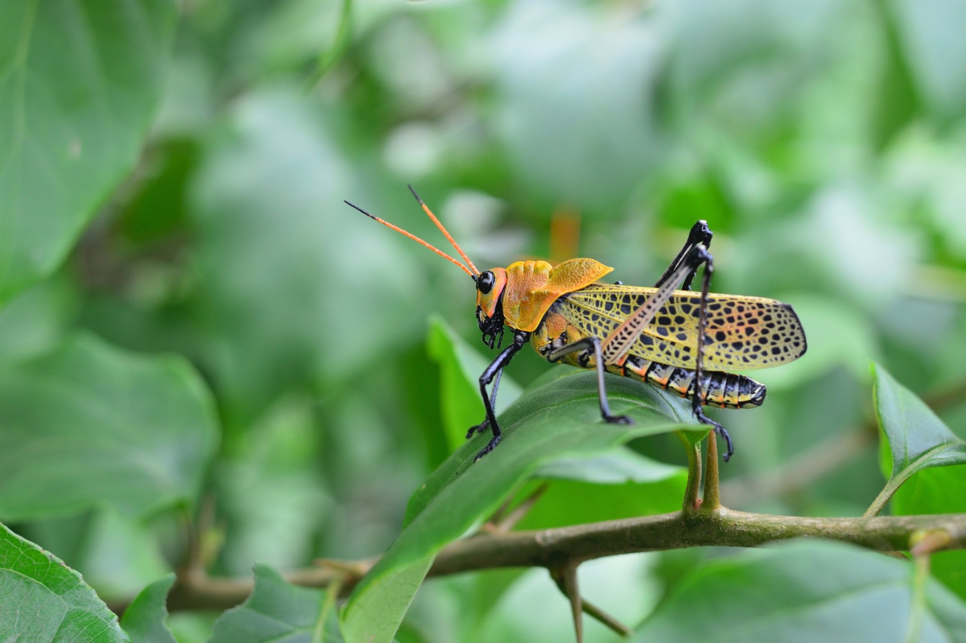 Download Insect Macro Animal Grasshopper 4k Ultra HD Wallpaper
