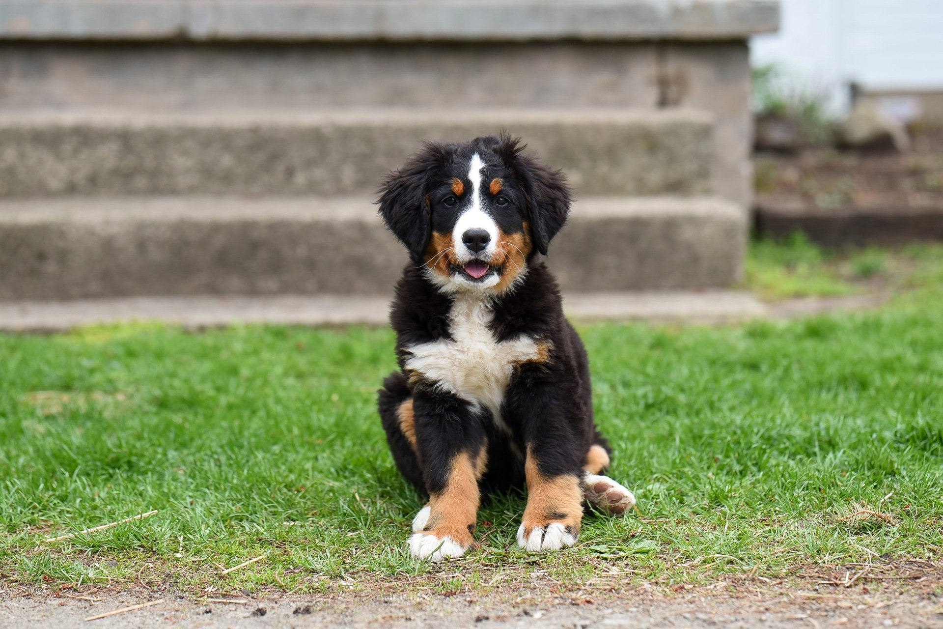 Bernese Mountain Dog HD Wallpaper