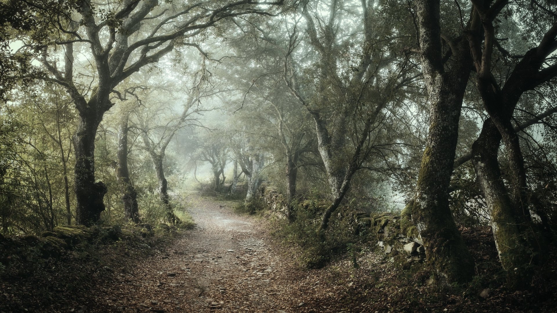 Download Path Forest Nature Fog 4k Ultra HD Wallpaper | 3840x2160 ...