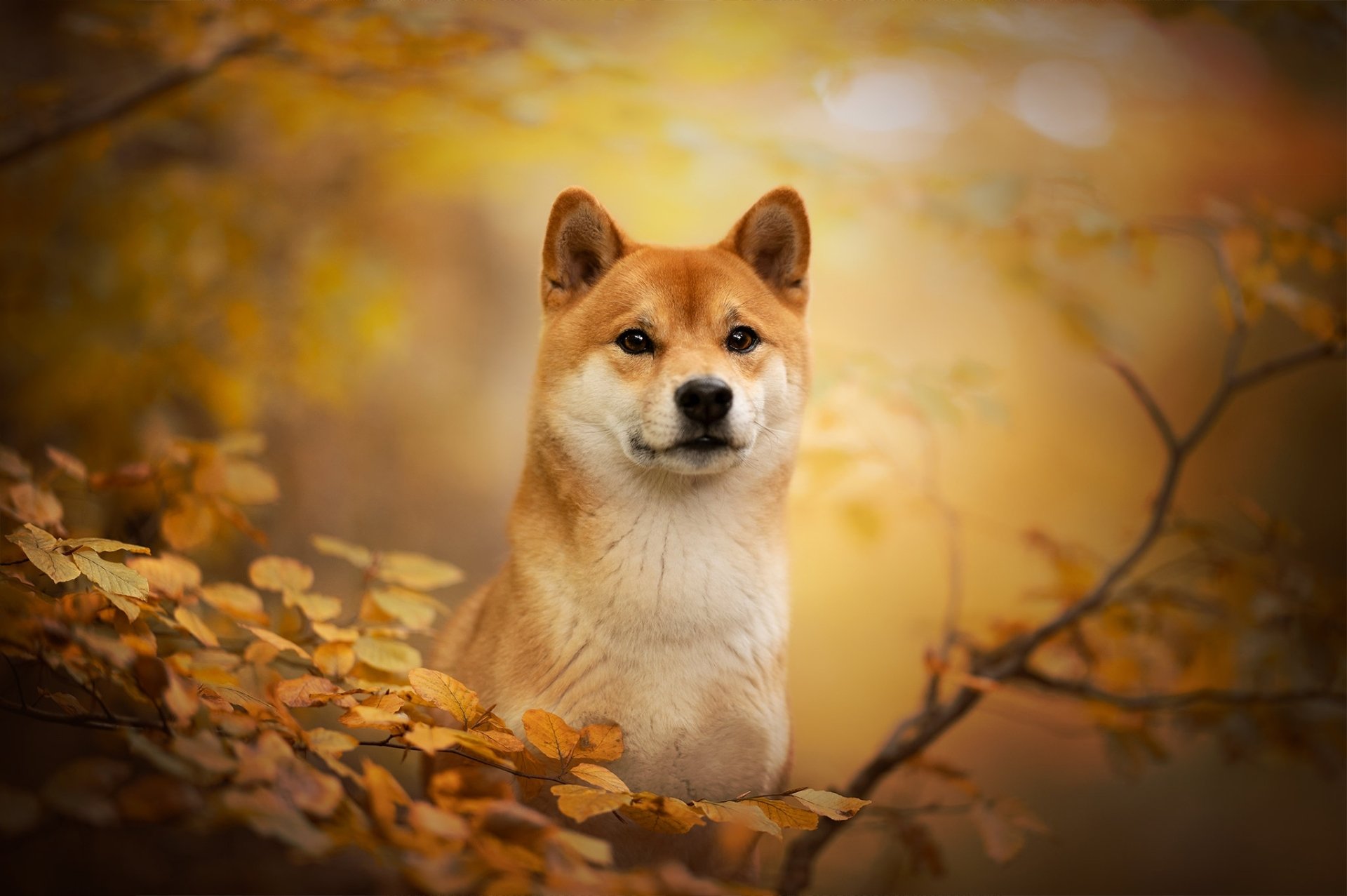 Download Dog Animal Shiba Inu HD Wallpaper