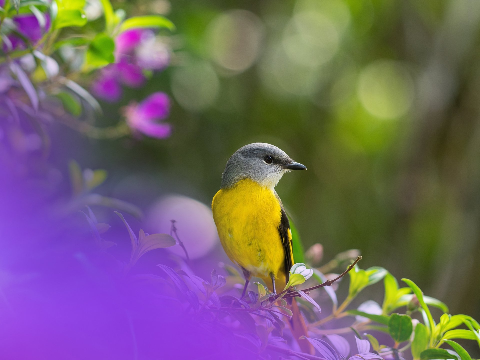 Yellow-bellied minivet animal perched among purple blossoms with soft bokeh — 5K Ultra HD PC desktop wallpaper and background.