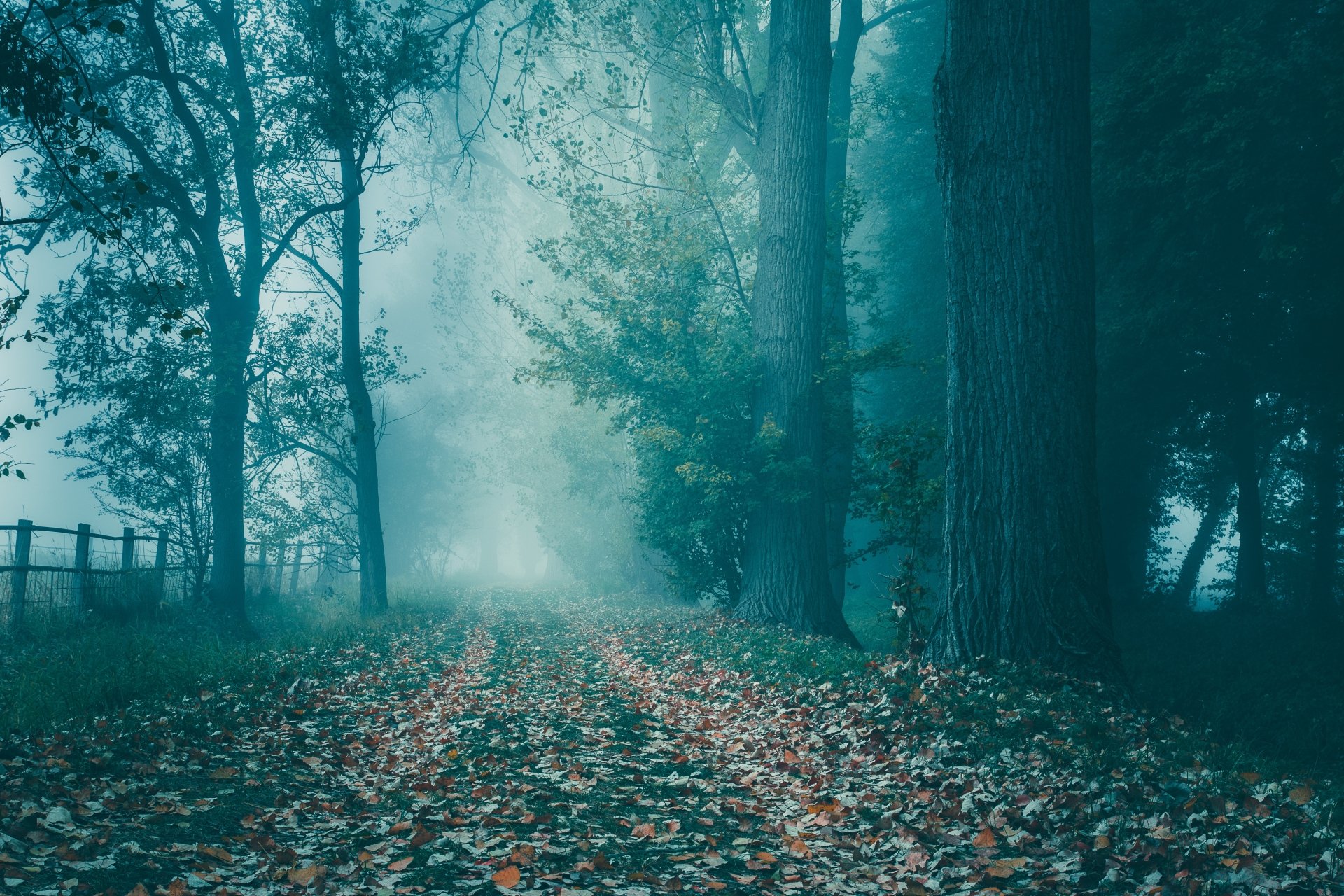 Download Fence Fog Forest Fall Man Made Road 4k Ultra HD Wallpaper ...