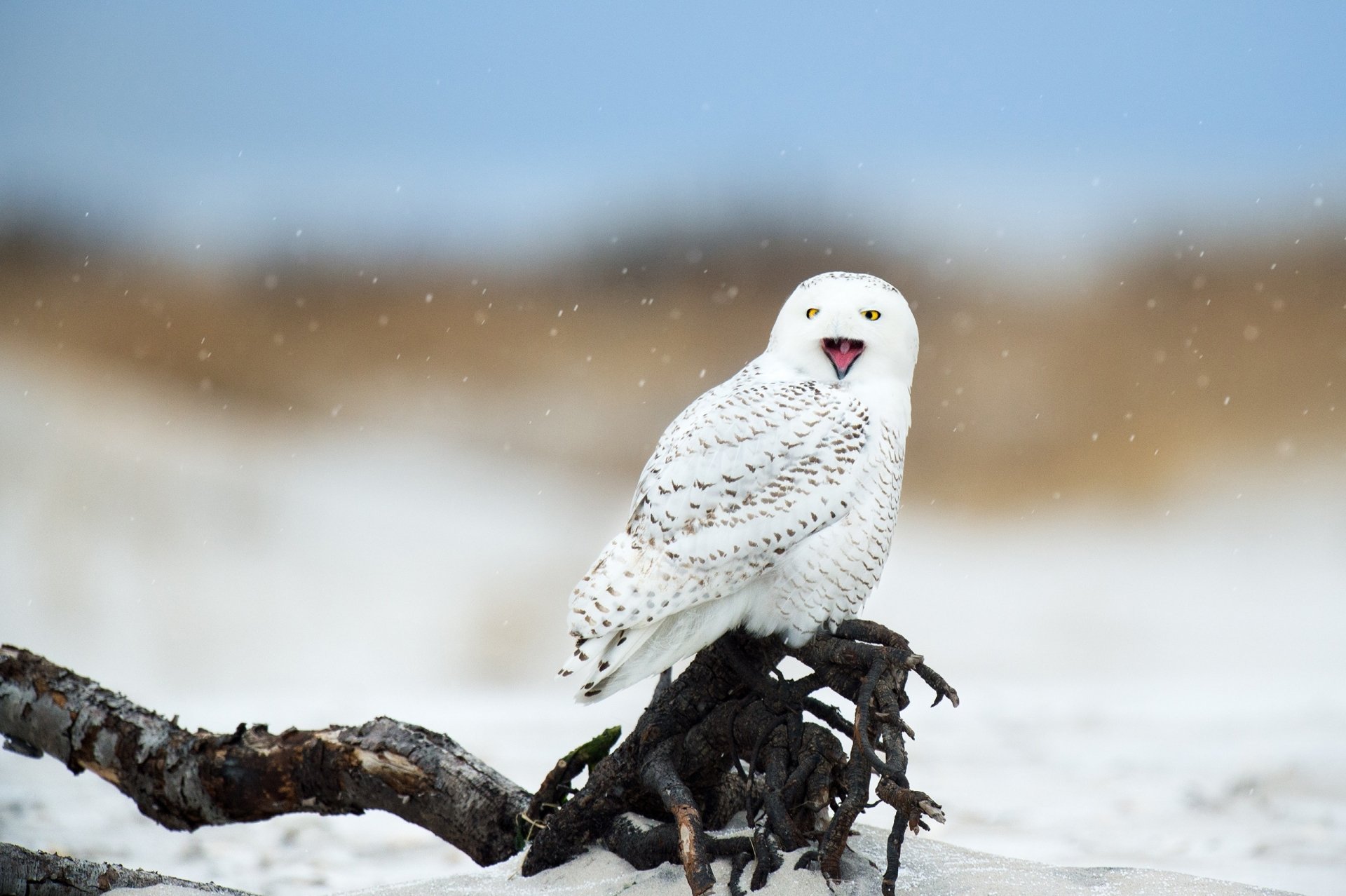 Download Bird Owl Animal Snowy Owl HD Wallpaper