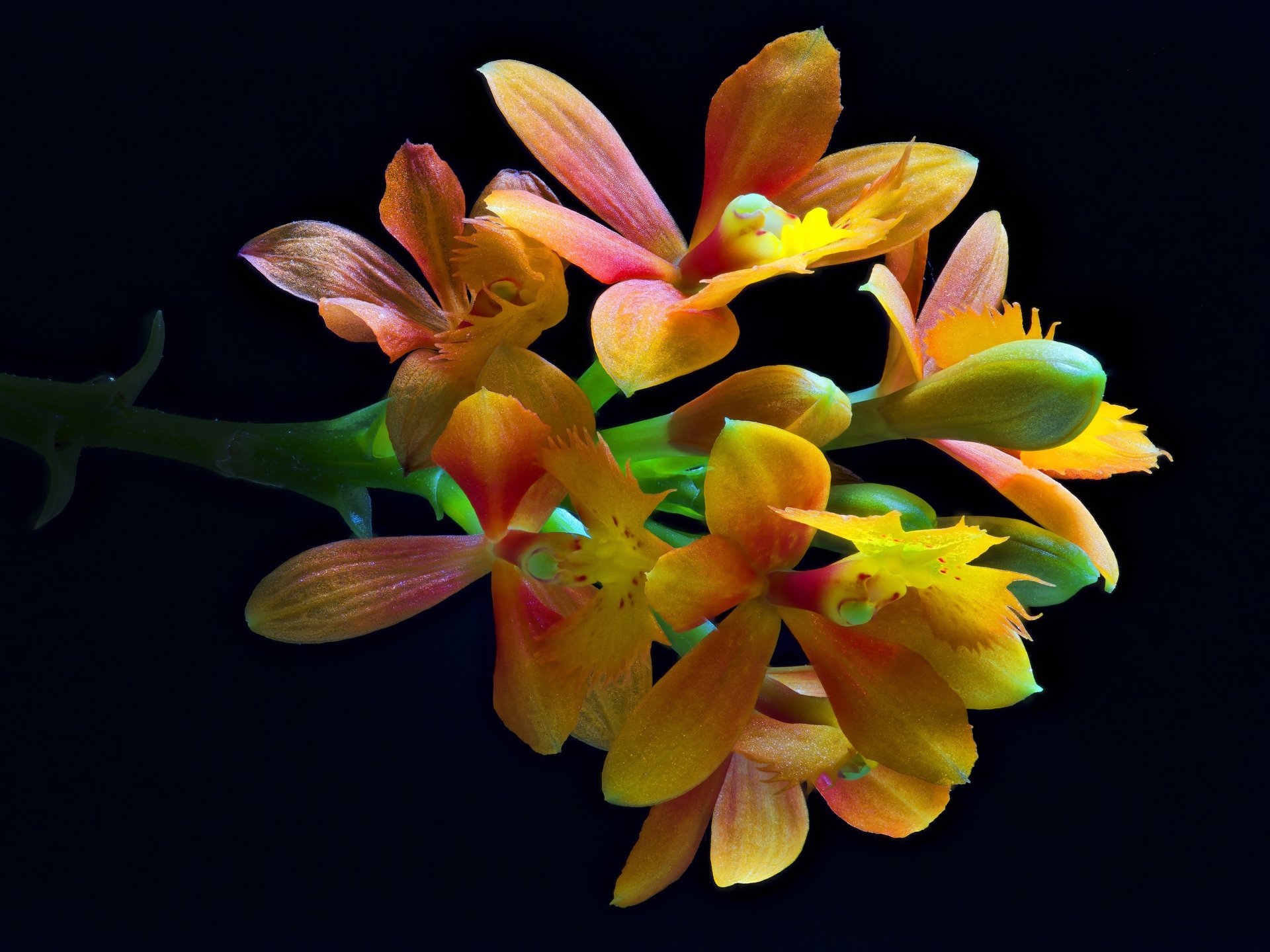 Download Petal Flower Nature Orchid 4k Ultra HD Wallpaper