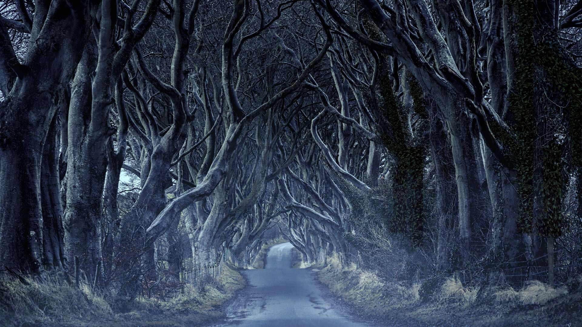 Download Northern Ireland Tunnel Tree Road Man Made Path HD Wallpaper