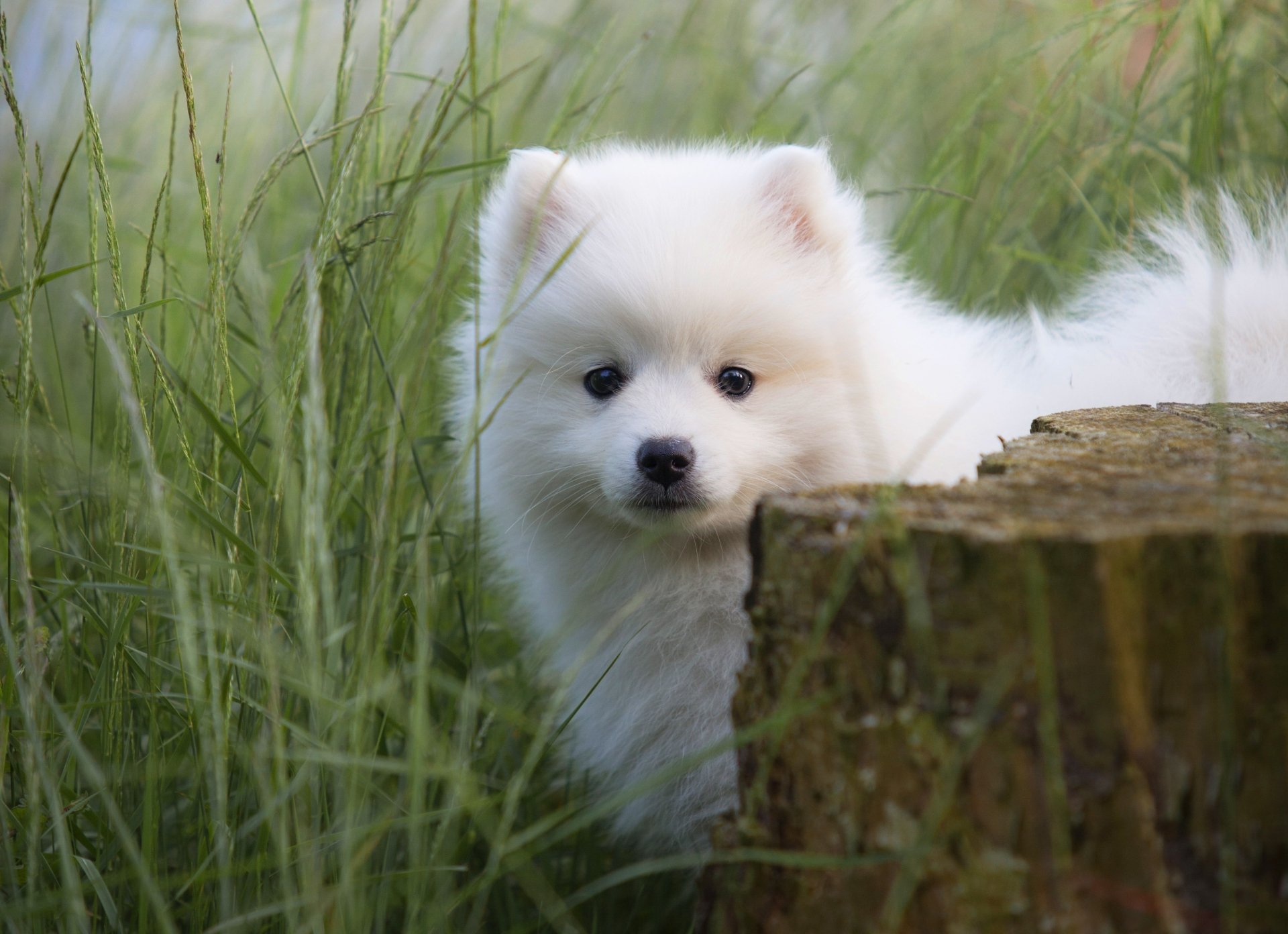Download Dog Animal Spitz HD Wallpaper