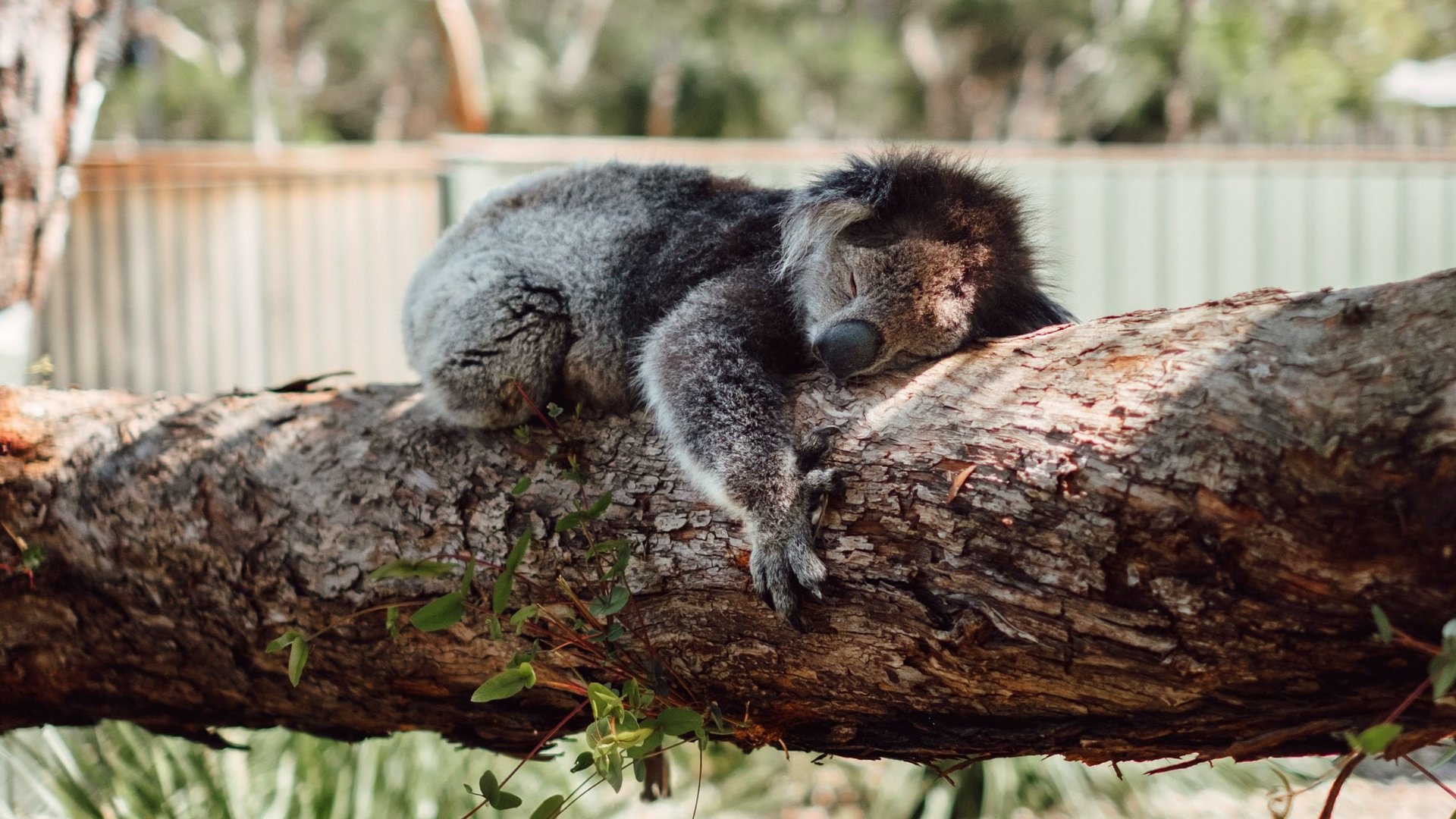 Download Log Sleeping Animal Koala HD Wallpaper