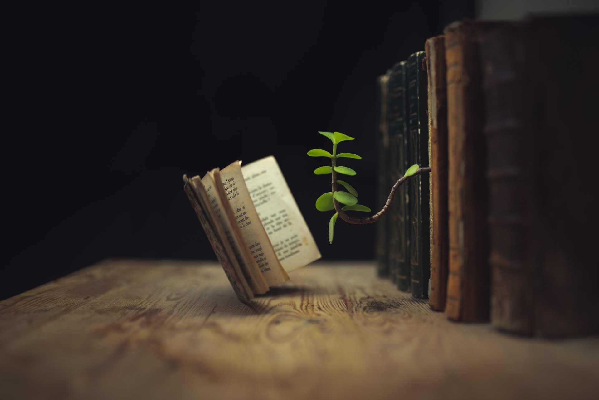 Download Sprout Book Photography Manipulation 4k Ultra HD Wallpaper