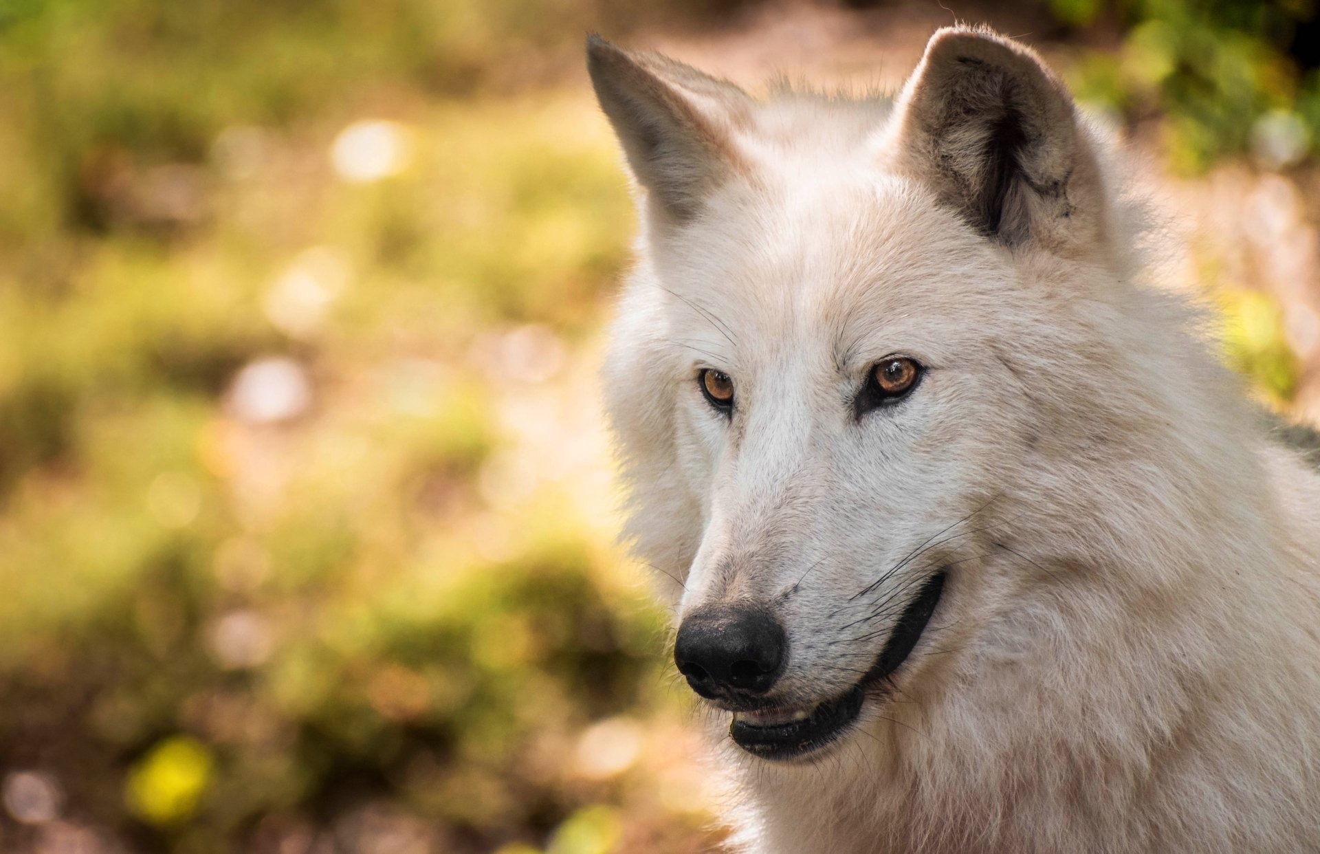 Download White Wolf Wolf Muzzle Animal Arctic Wolf 4k Ultra HD Wallpaper