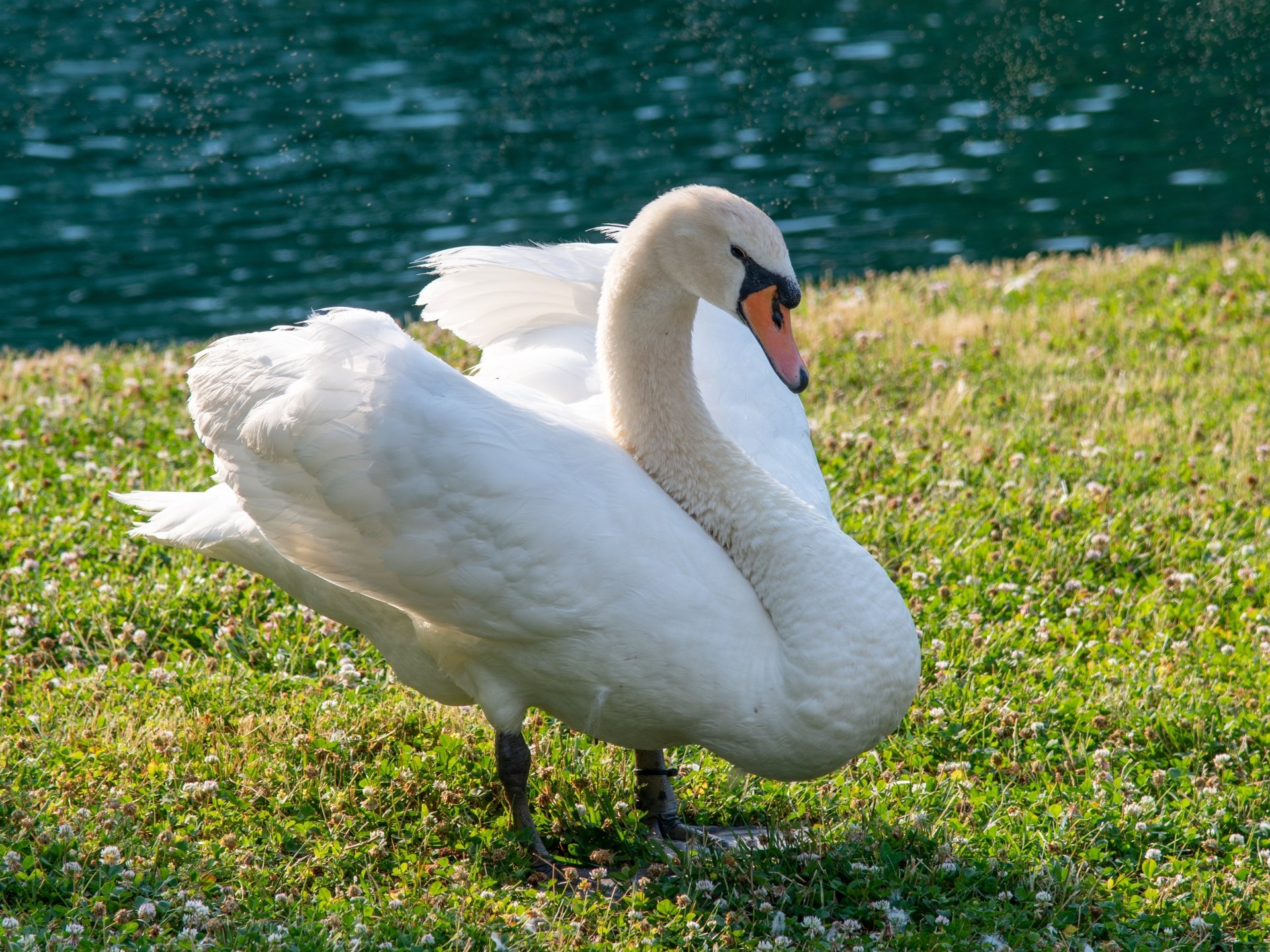 Mute Swan 4k Ultra HD Wallpaper | Background Image | 4000x3000