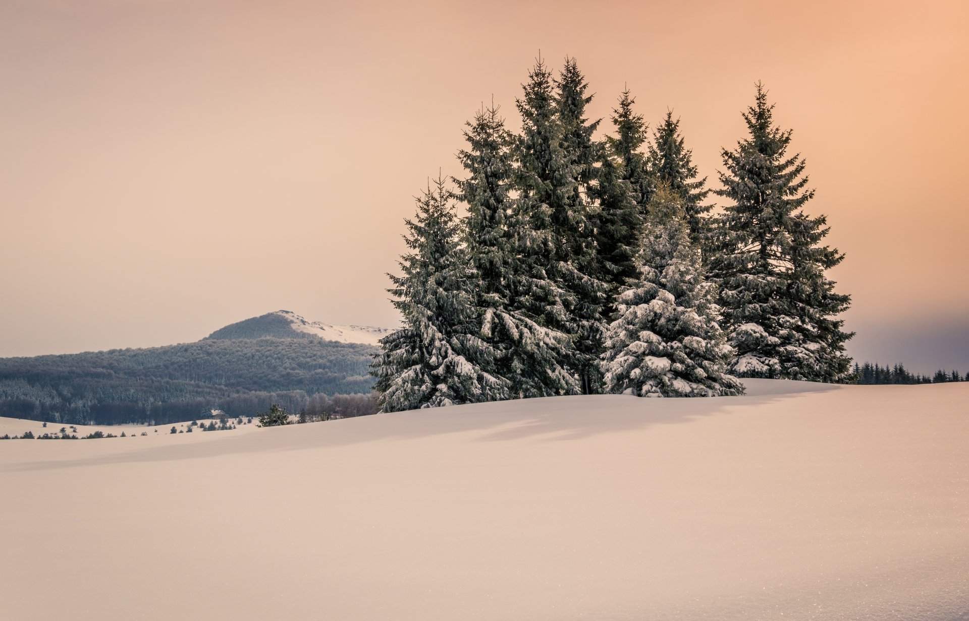 Download Fir Tree Mountain Snow Sky Nature Winter Snowy Mountain 4k ...