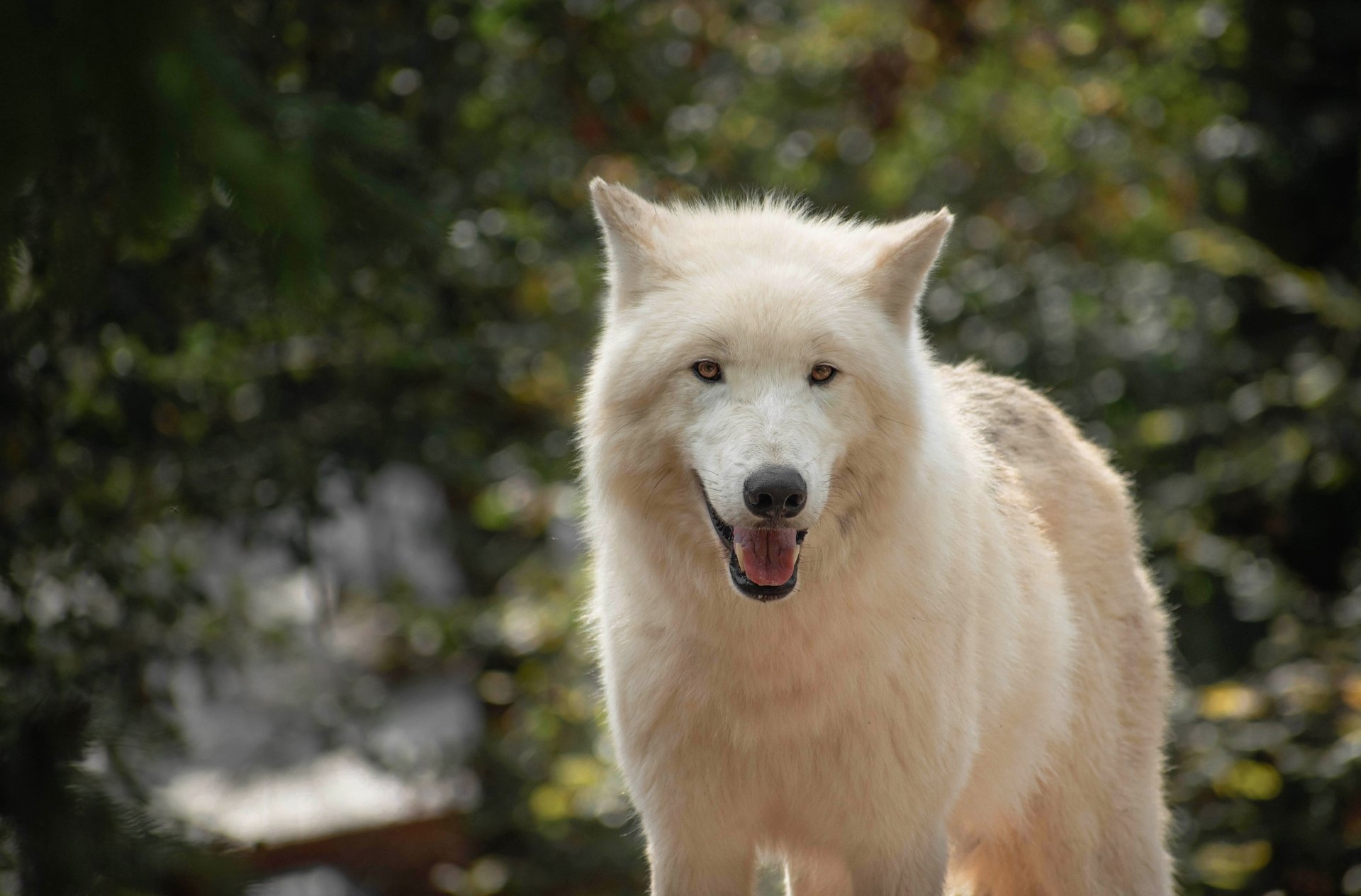 Download Wolf White Wolf Animal Arctic Wolf 4k Ultra HD Wallpaper