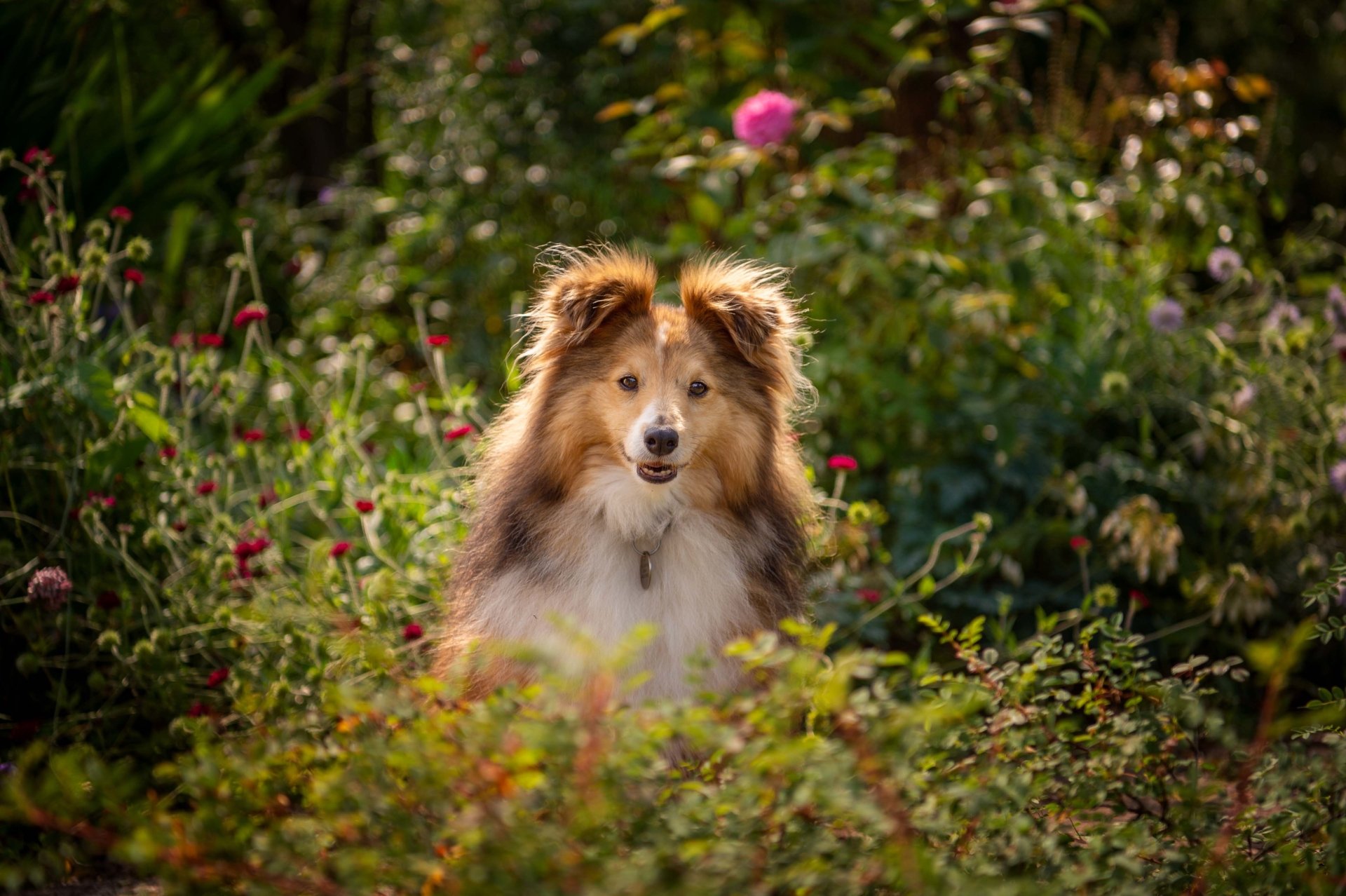 Download Dog Animal Shetland Sheepdog 4k Ultra HD Wallpaper
