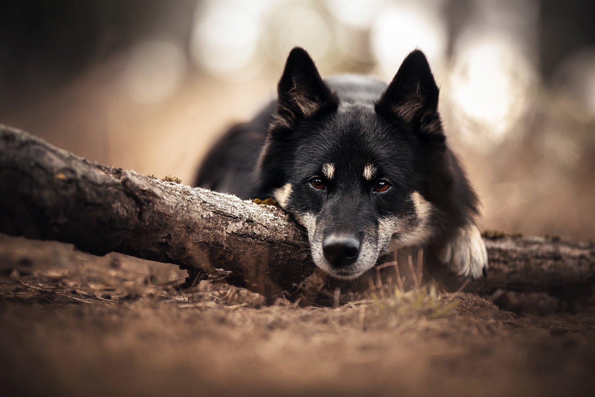 Download Animal Dog HD Wallpaper | 2048x1365 | Wallpaper Abyss