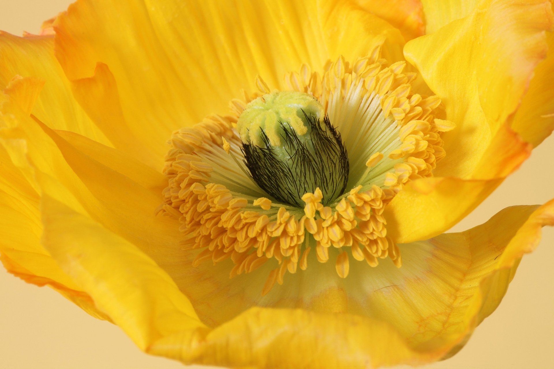 Download Yellow Flower Macro Petal Flower Nature Poppy HD Wallpaper